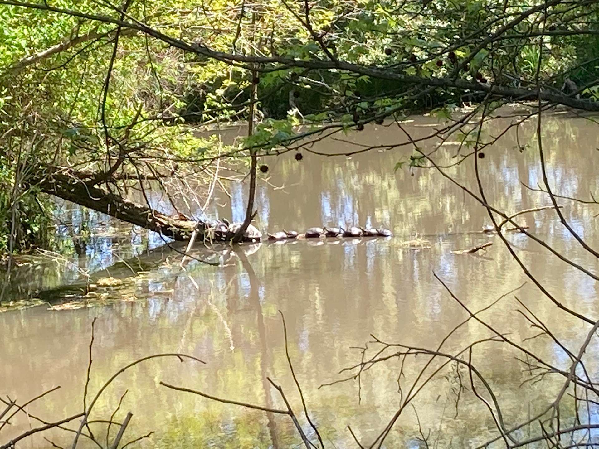 Log Cabin Tranquil Inn Hipcamp in Vienna, Maryland