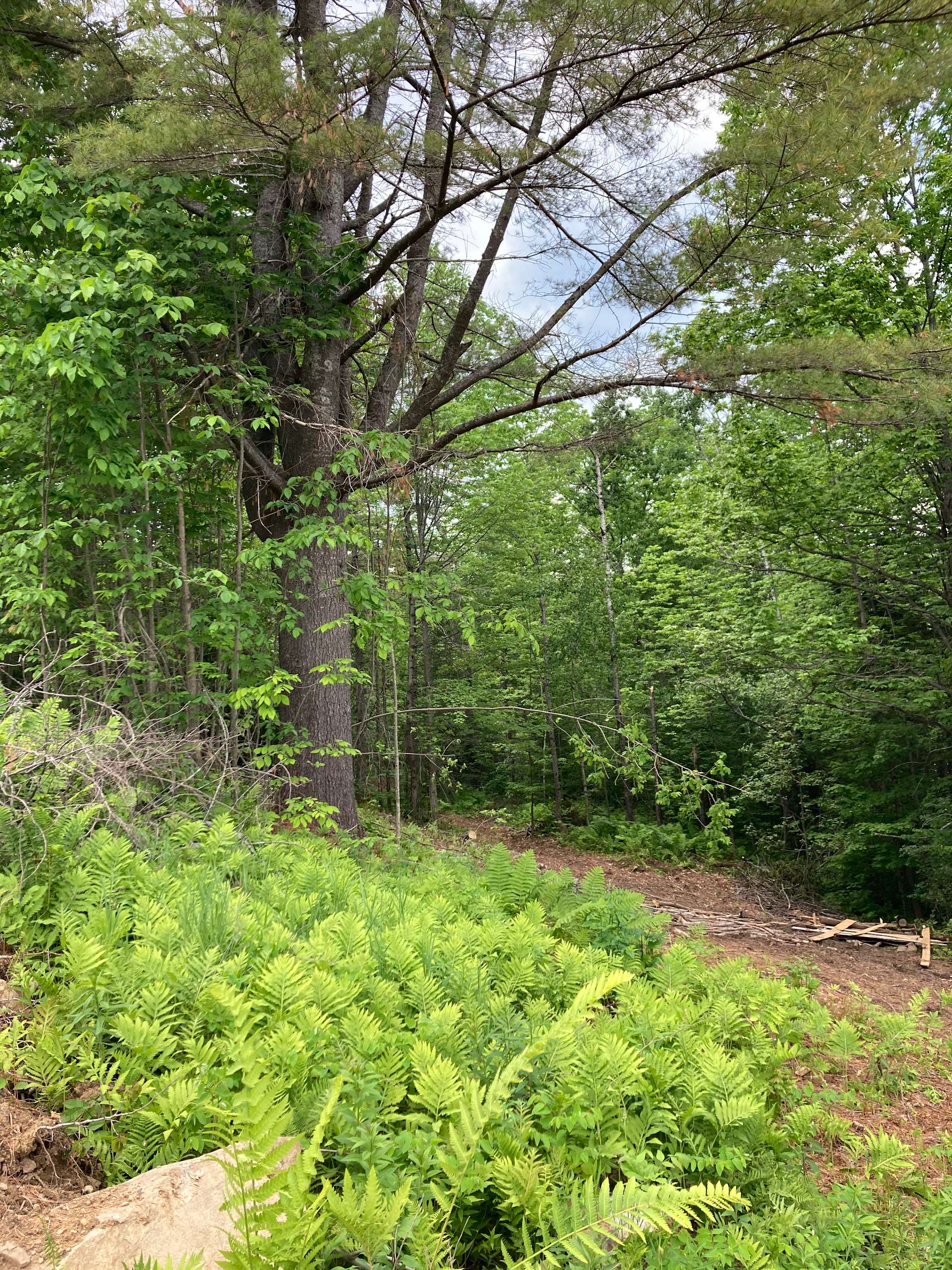 Tina L.’s Land Hipcamp in Wilton, Maine