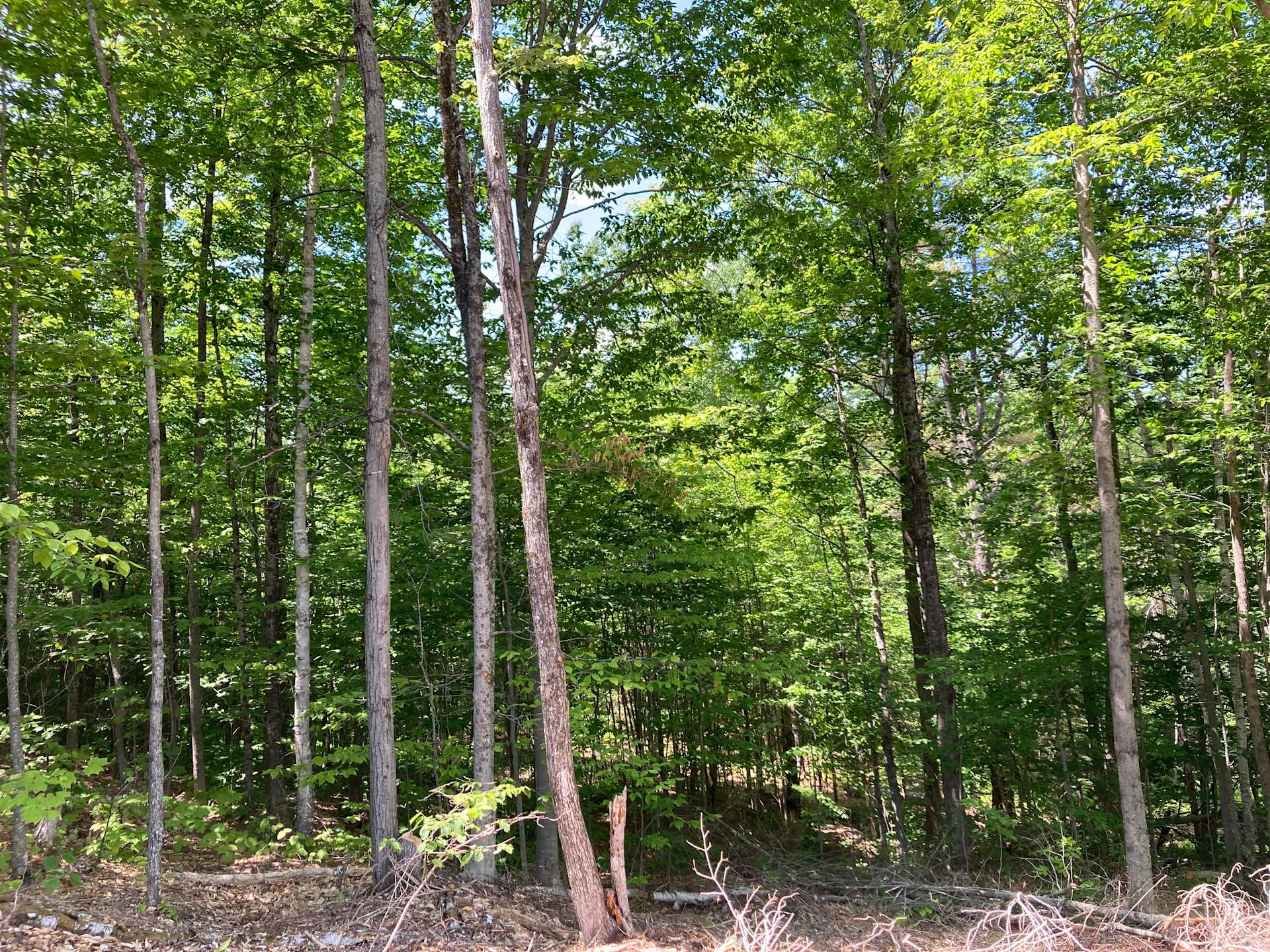 Tina L.’s Land Hipcamp in Wilton, Maine