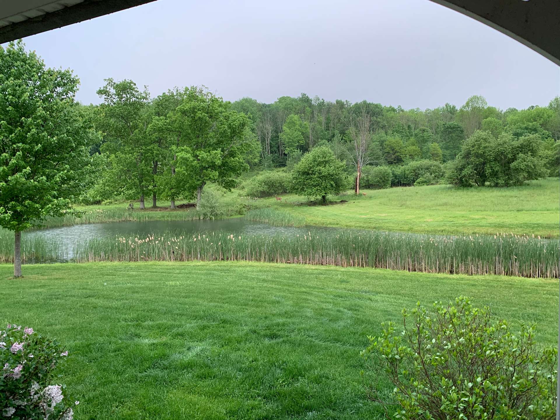 Backyard Oasis Hipcamp in Frewsburg, New York