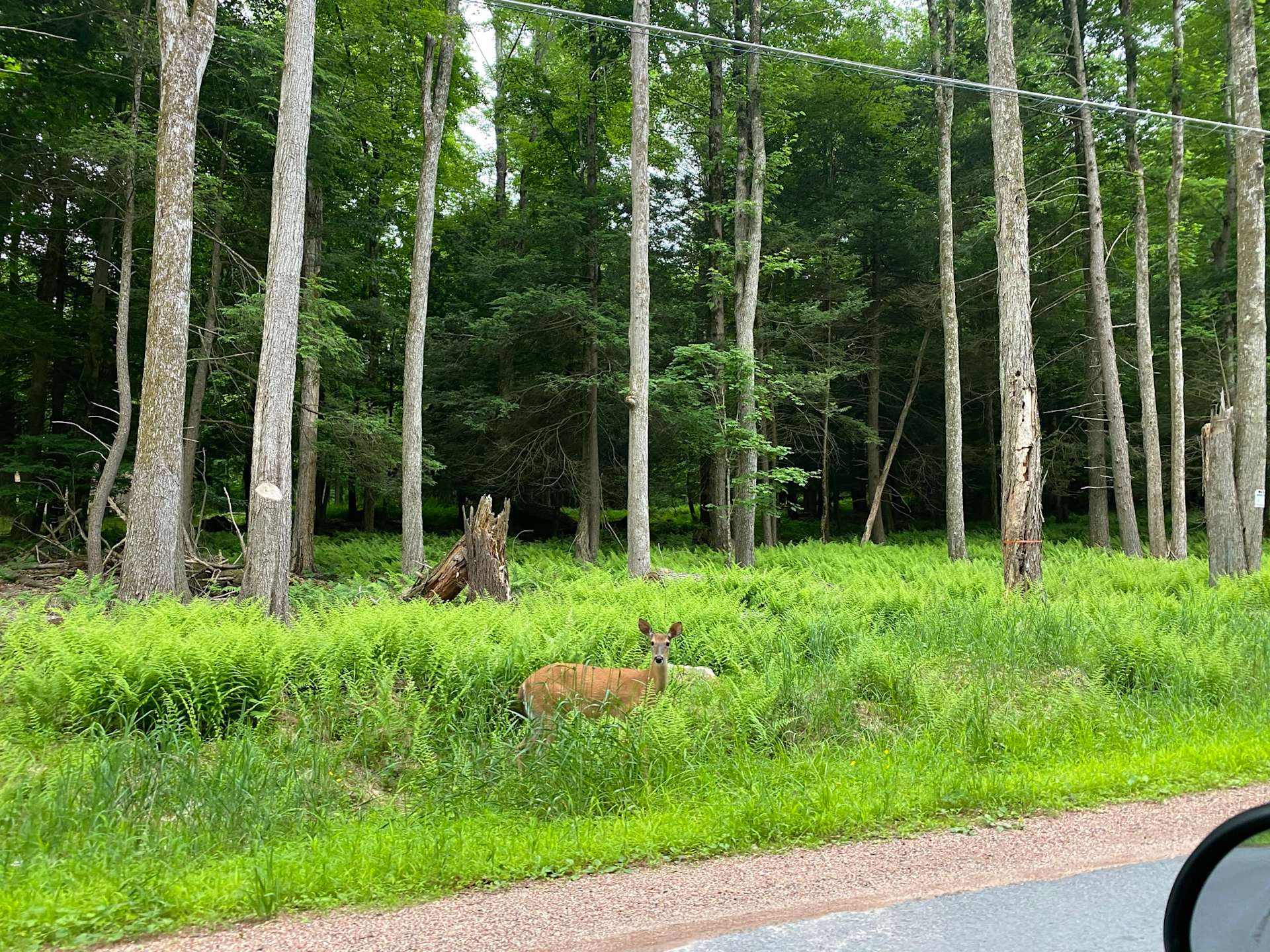 Forest retreatLake Wallenpaupack Hipcamp in Greentown, Pennsylvania