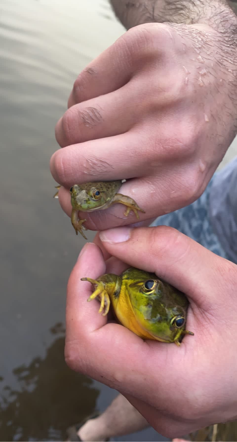 Avonmore Oasis Camping Hipcamp in Avonmore, Ontario