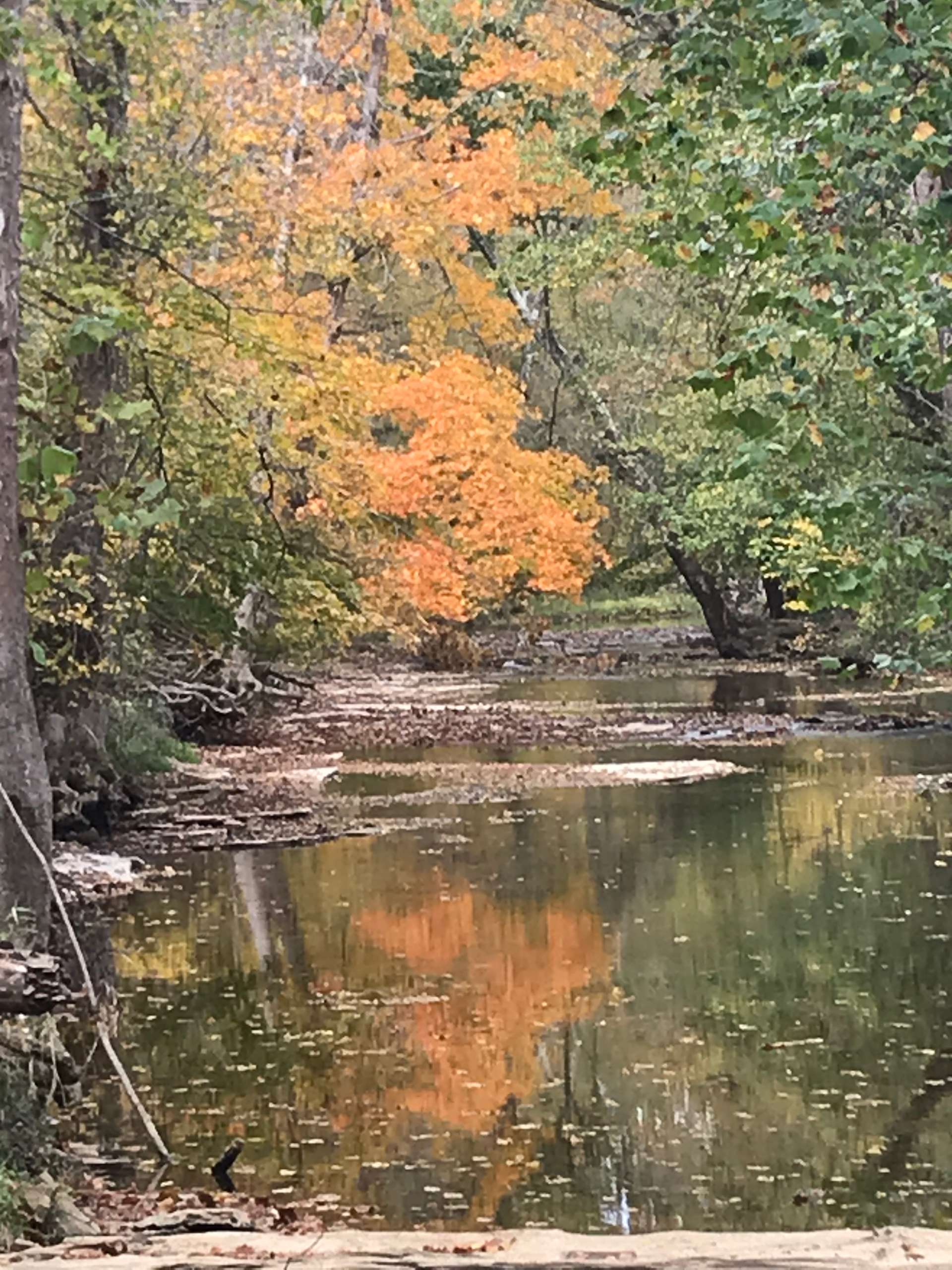 Buck Creek Sanctuary Hipcamp in Elizabeth, Indiana