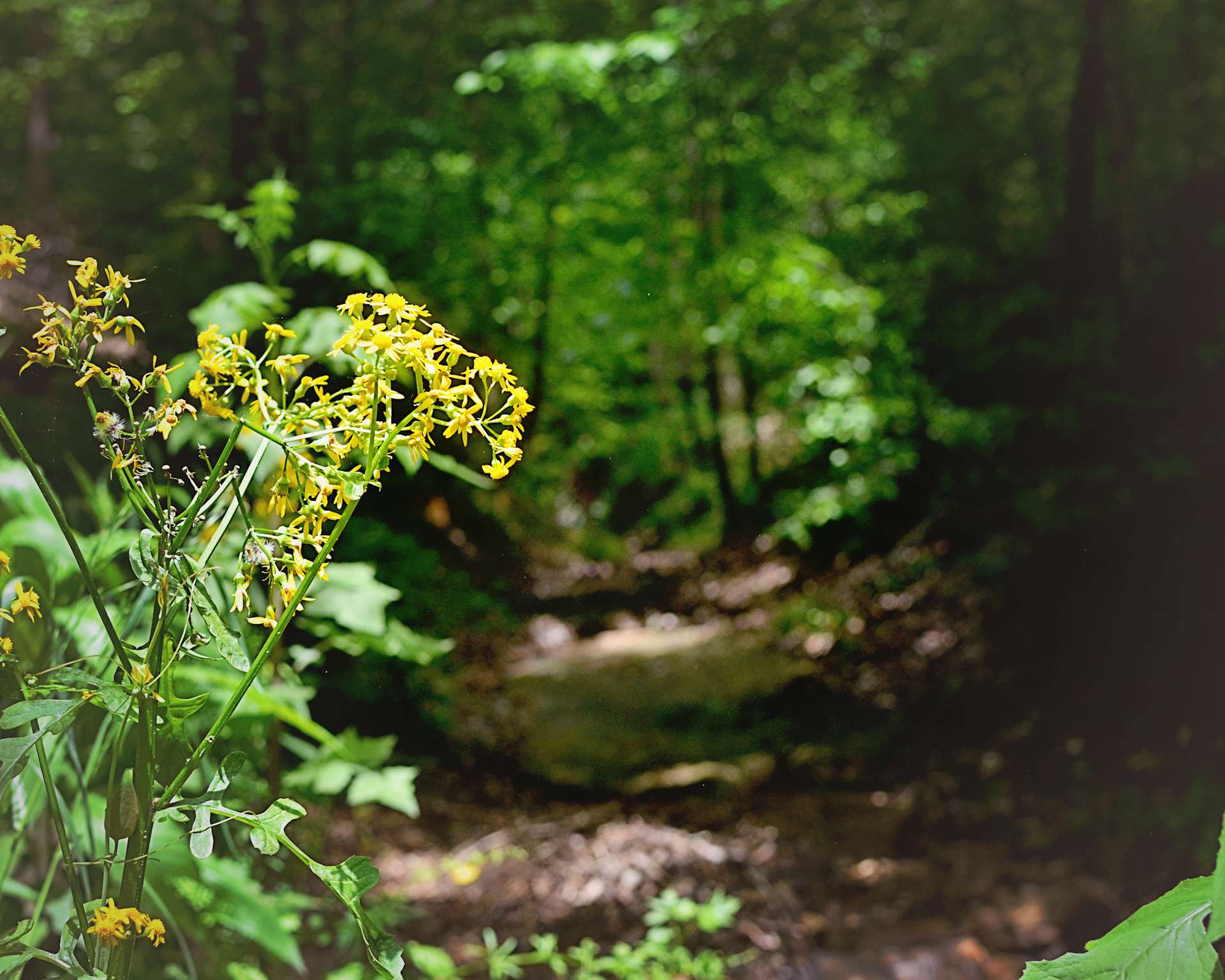 Ridge Camping Private Hipcamp in , Illinois
