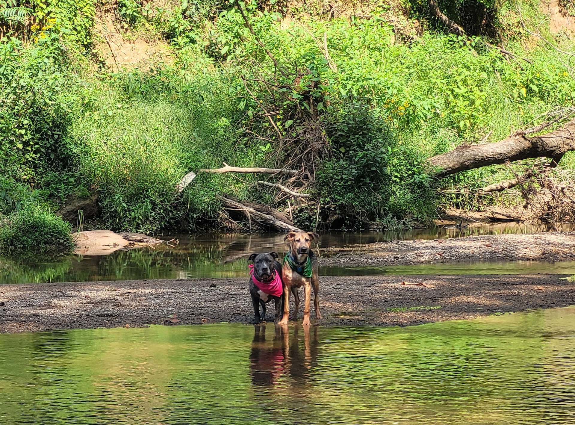 Harmony Tree Farm Hipcamp in Rixeyville, Virginia