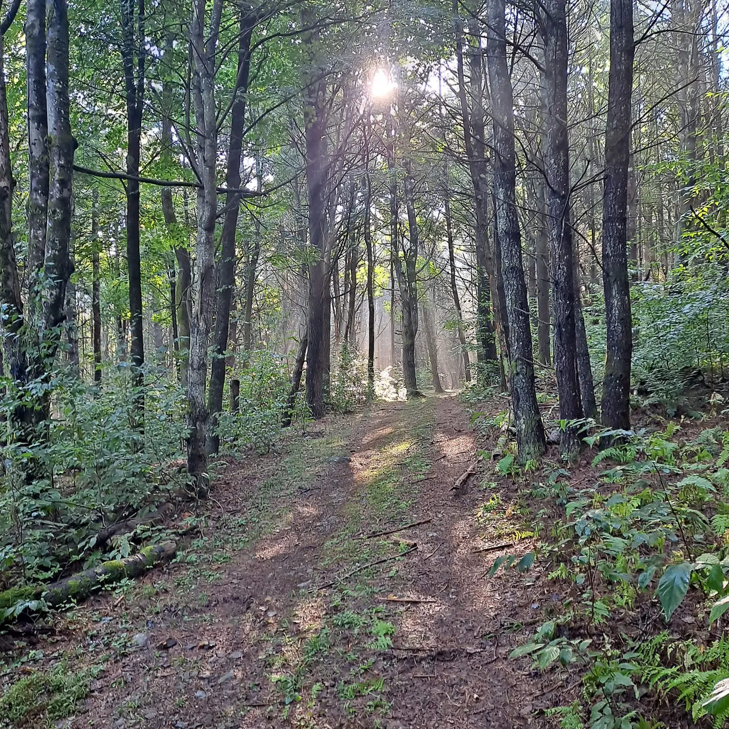 Forest Rock Campsite Hipcamp in Gilboa, New York