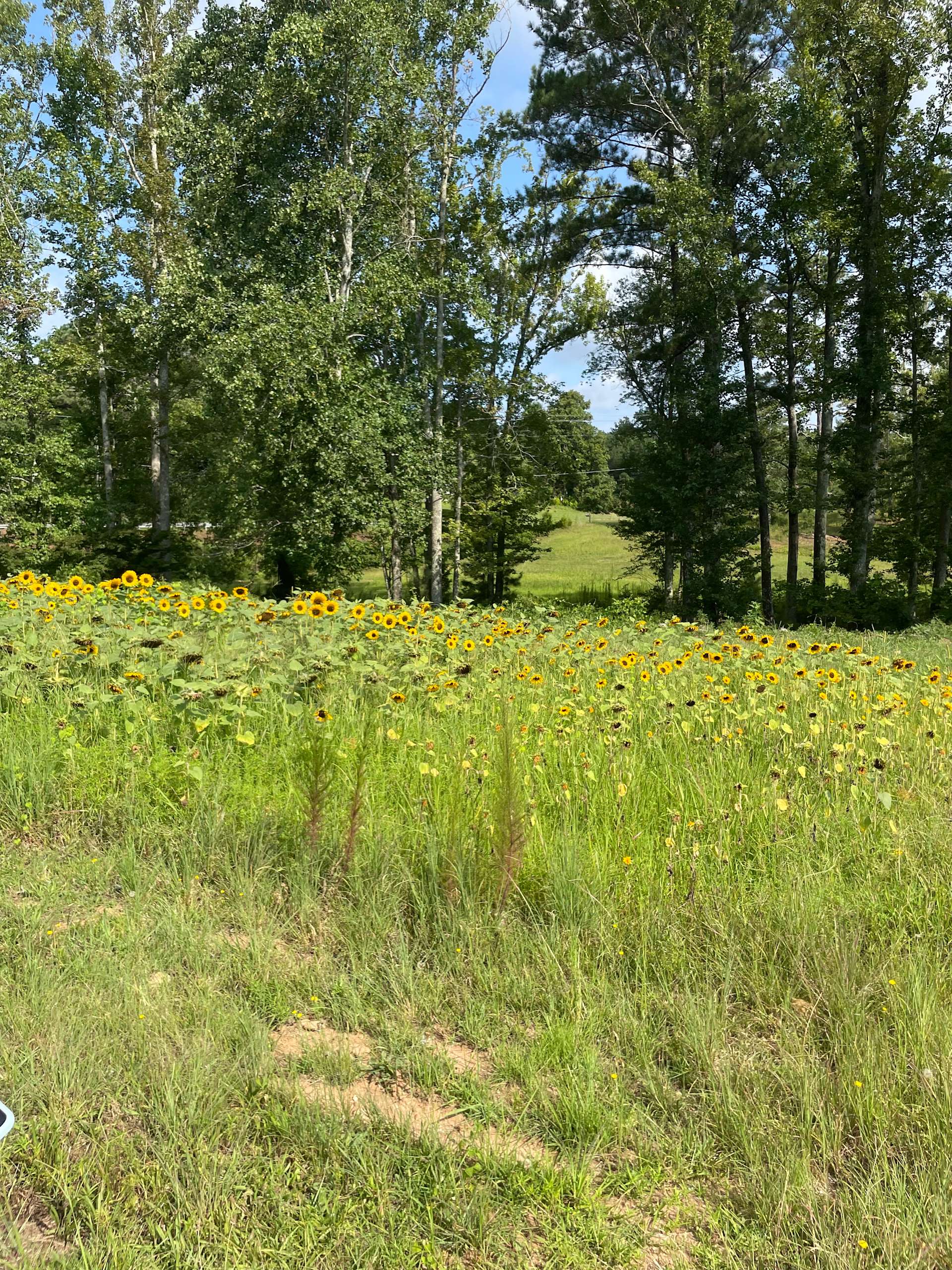 King of Crops Farm Hipcamp in Douglasville,