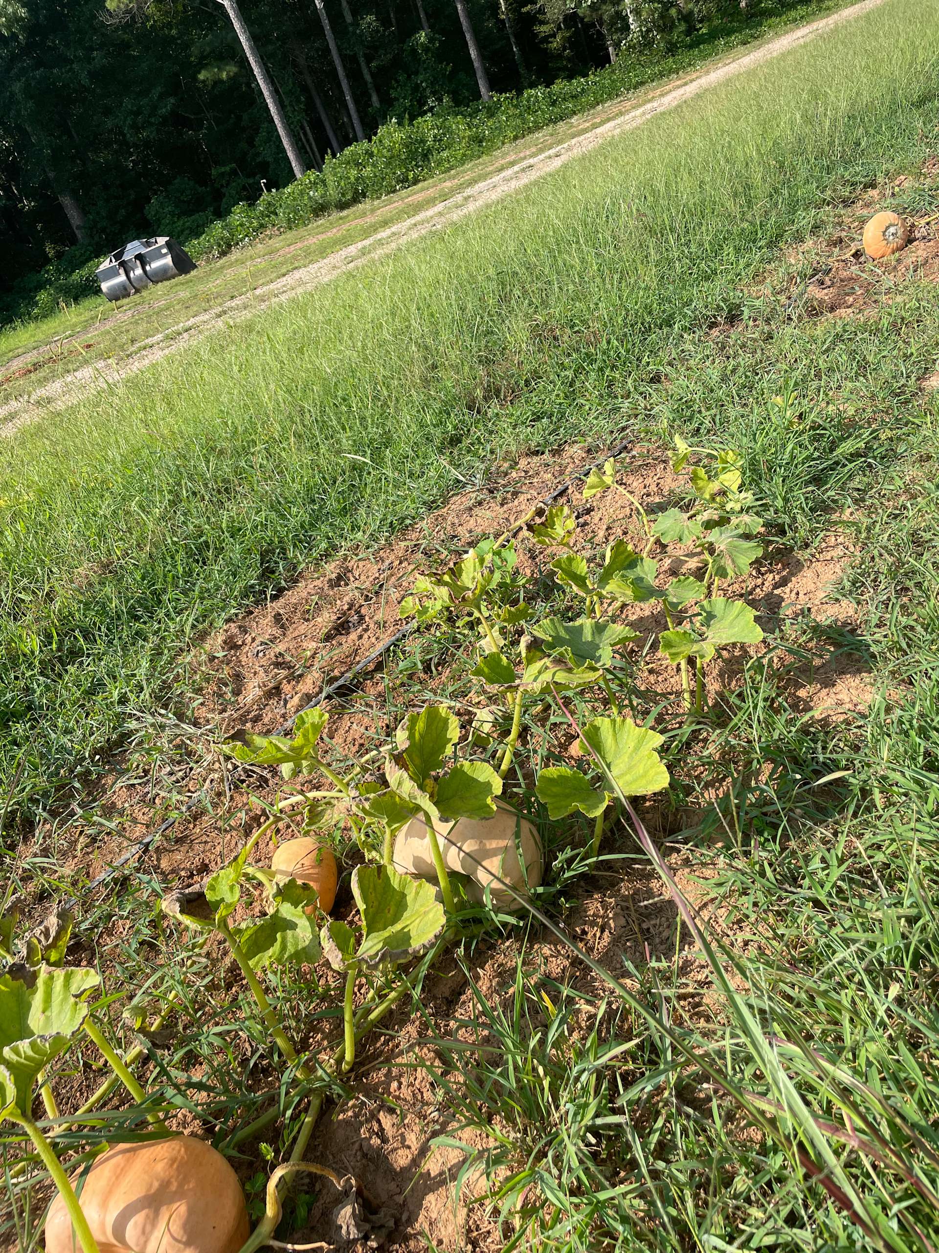King of Crops Farm Hipcamp in Douglasville,