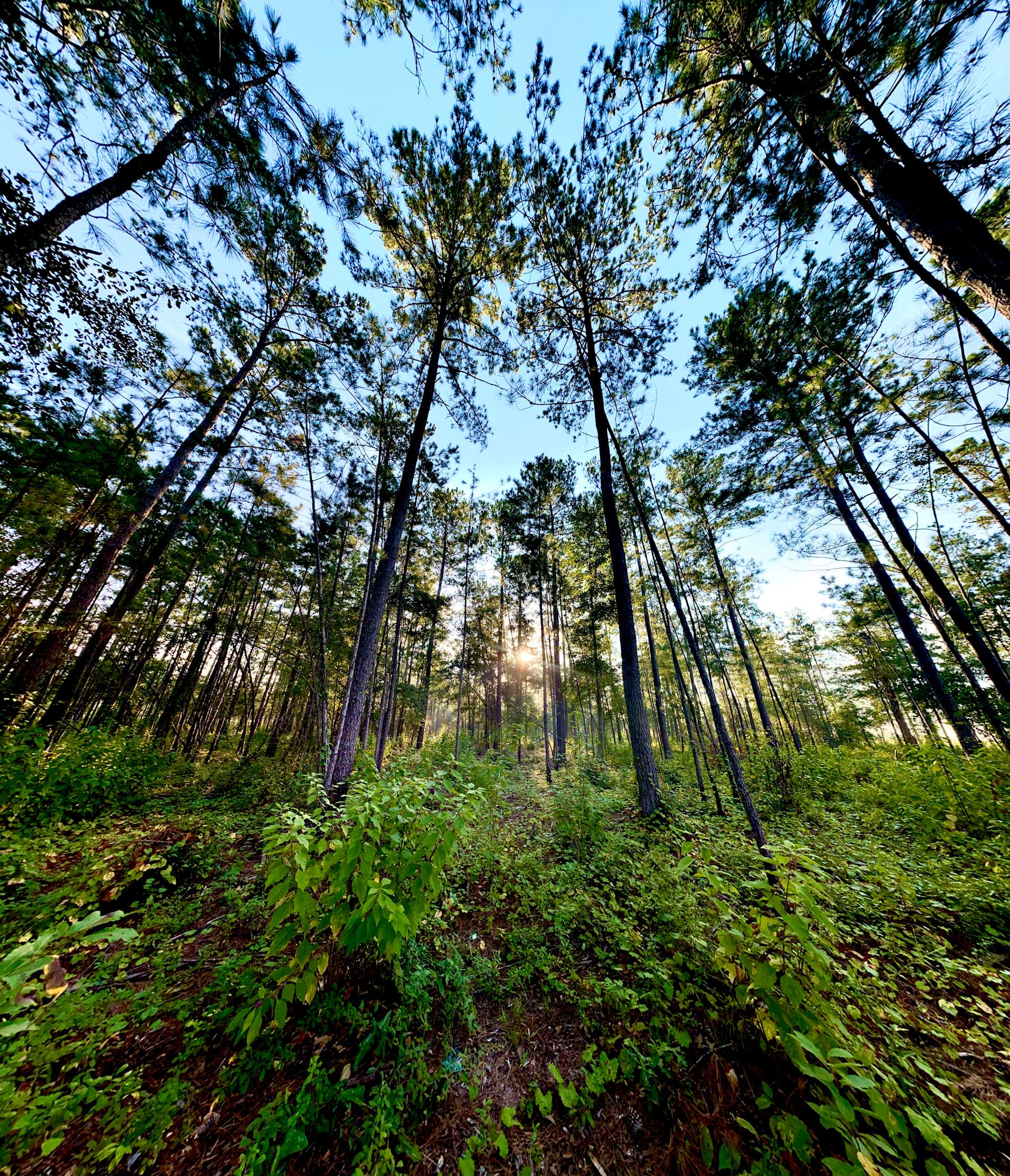 The Outside Inn Hipcamp in Quincy, Florida