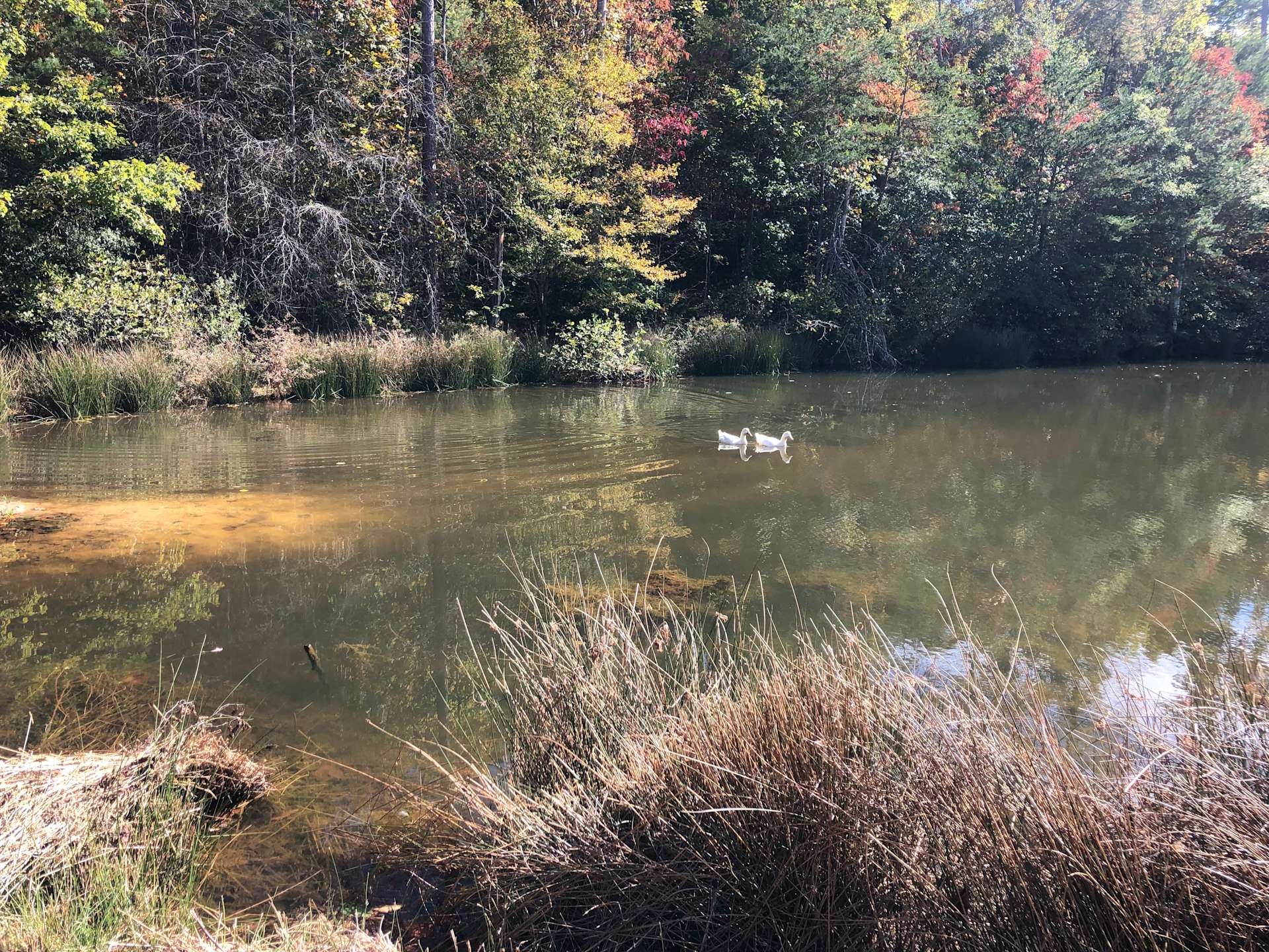Legacy Acres Farm Hipcamp in Lawndale, North Carolina