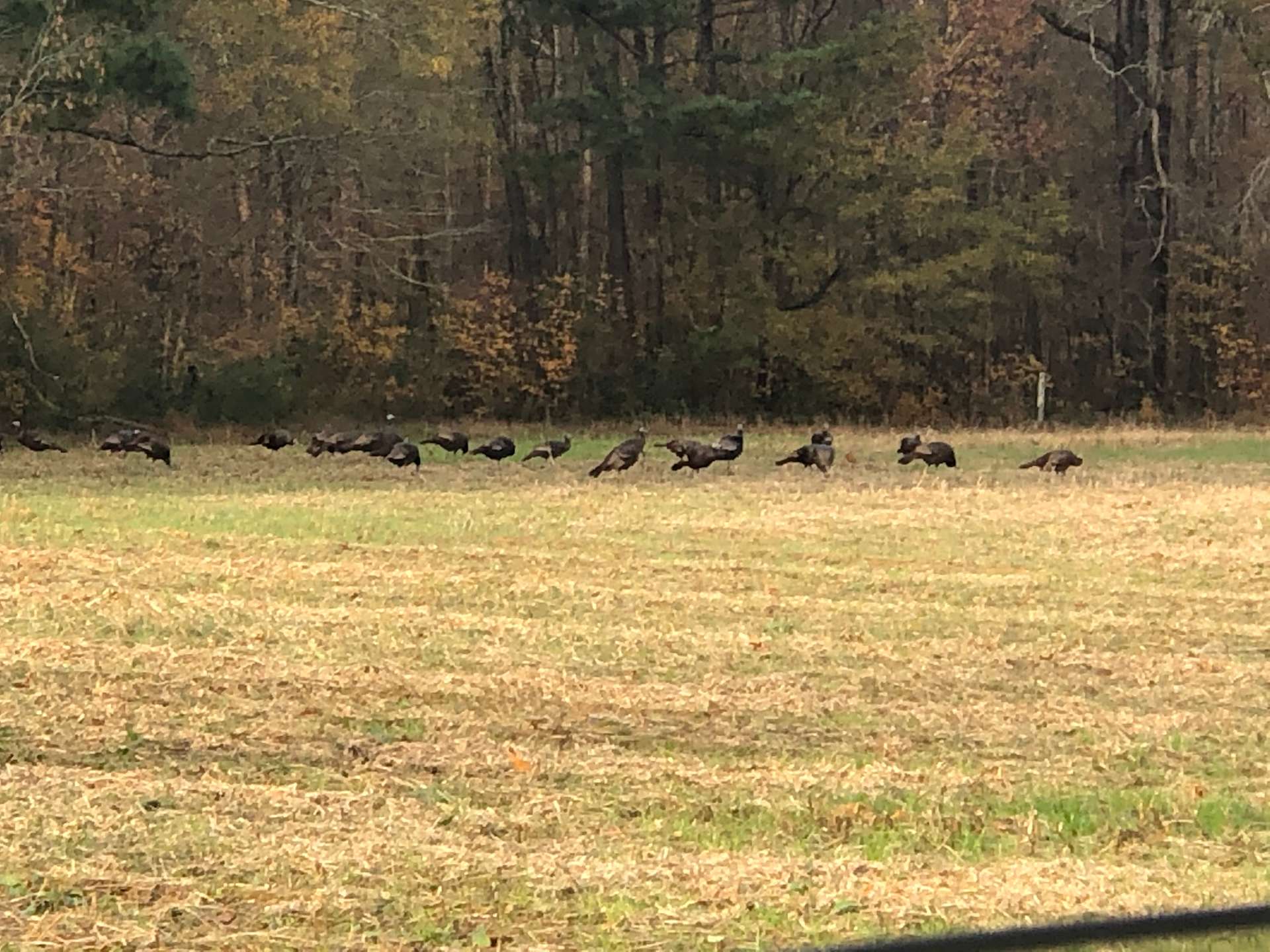 Wildflower Field Hipcamp in Linden, North Carolina