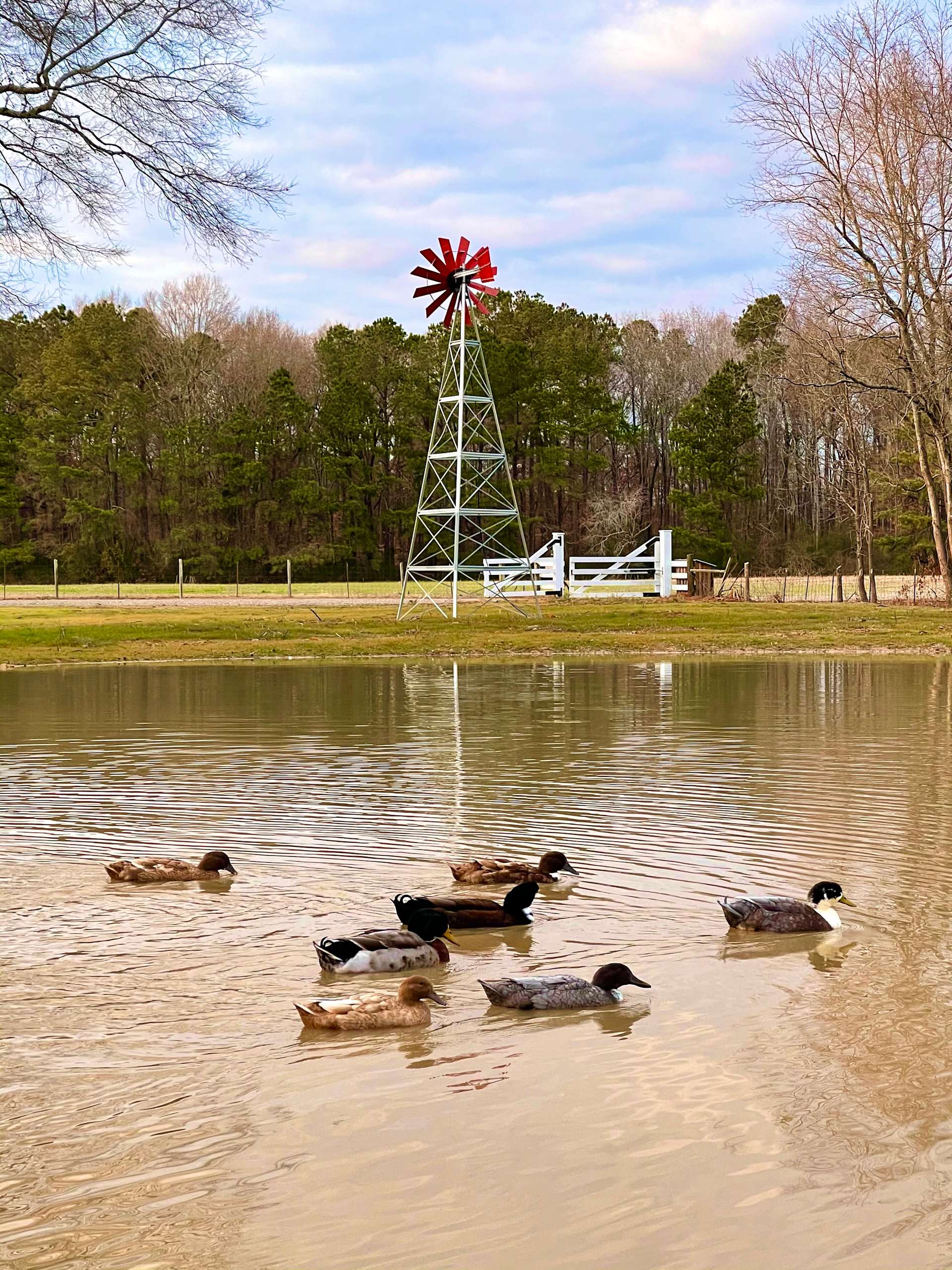 Wildflower Field Hipcamp in Linden, North Carolina