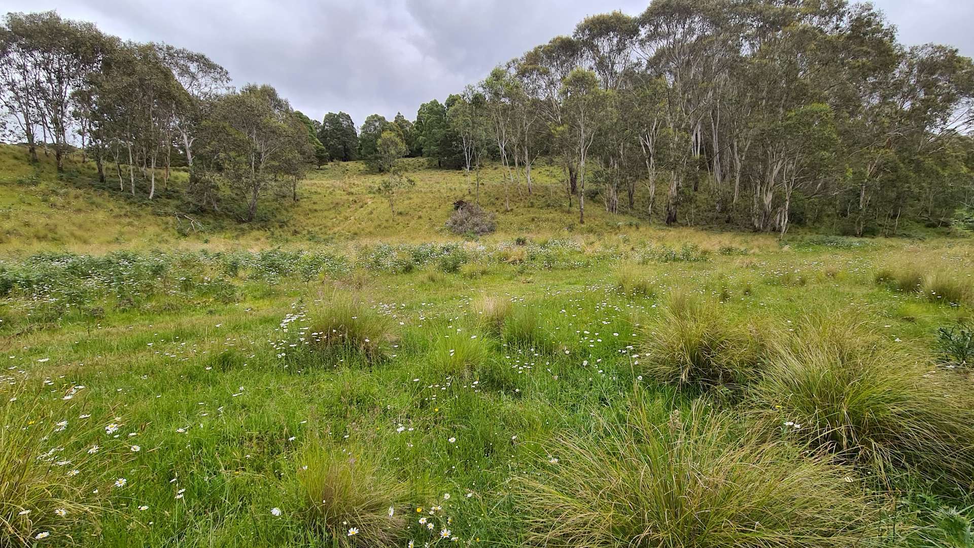 Fernbrook Farm Hipcamp in Nowendoc, New South Wales