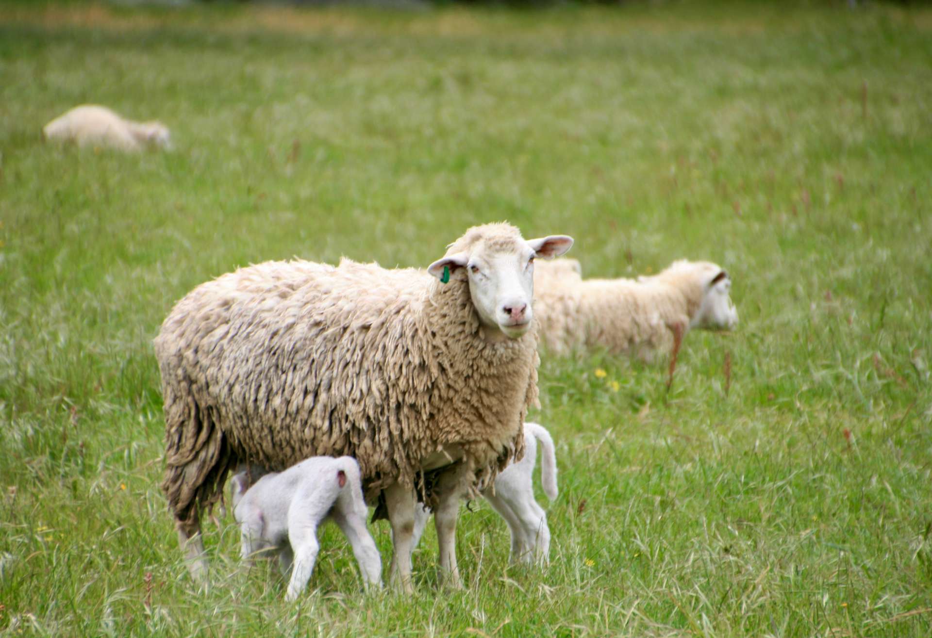 Blackwood River Estate Hipcamp in Benjinup, Western Australia