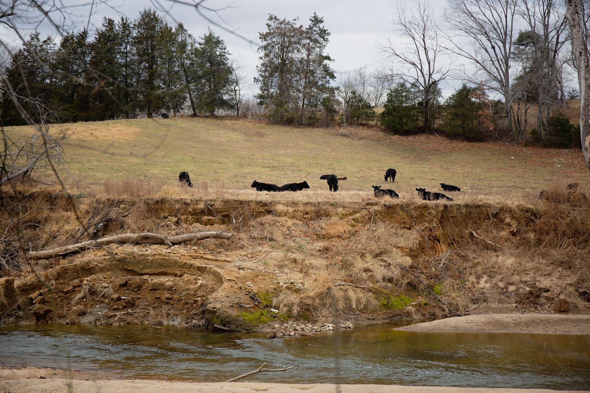 Harmony Tree Farm Hipcamp in Rixeyville, Virginia