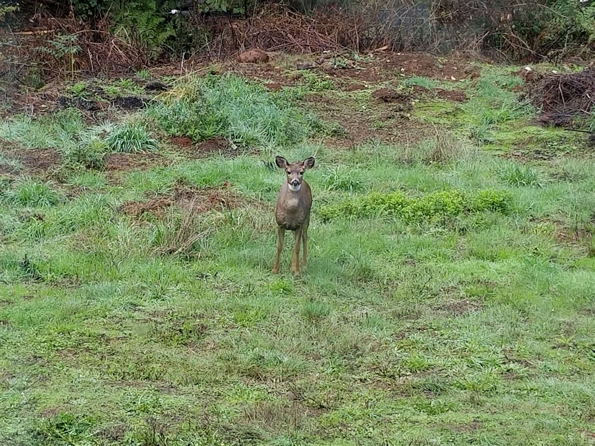 Zen Acres Hipcamp in Beavercreek, Oregon