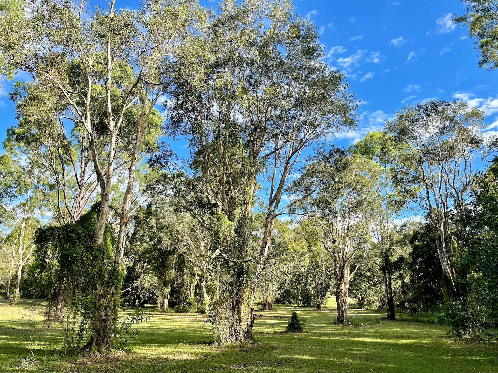 Paperbark Camp & Farm Stay - Hipcamp in Booral, Queensland