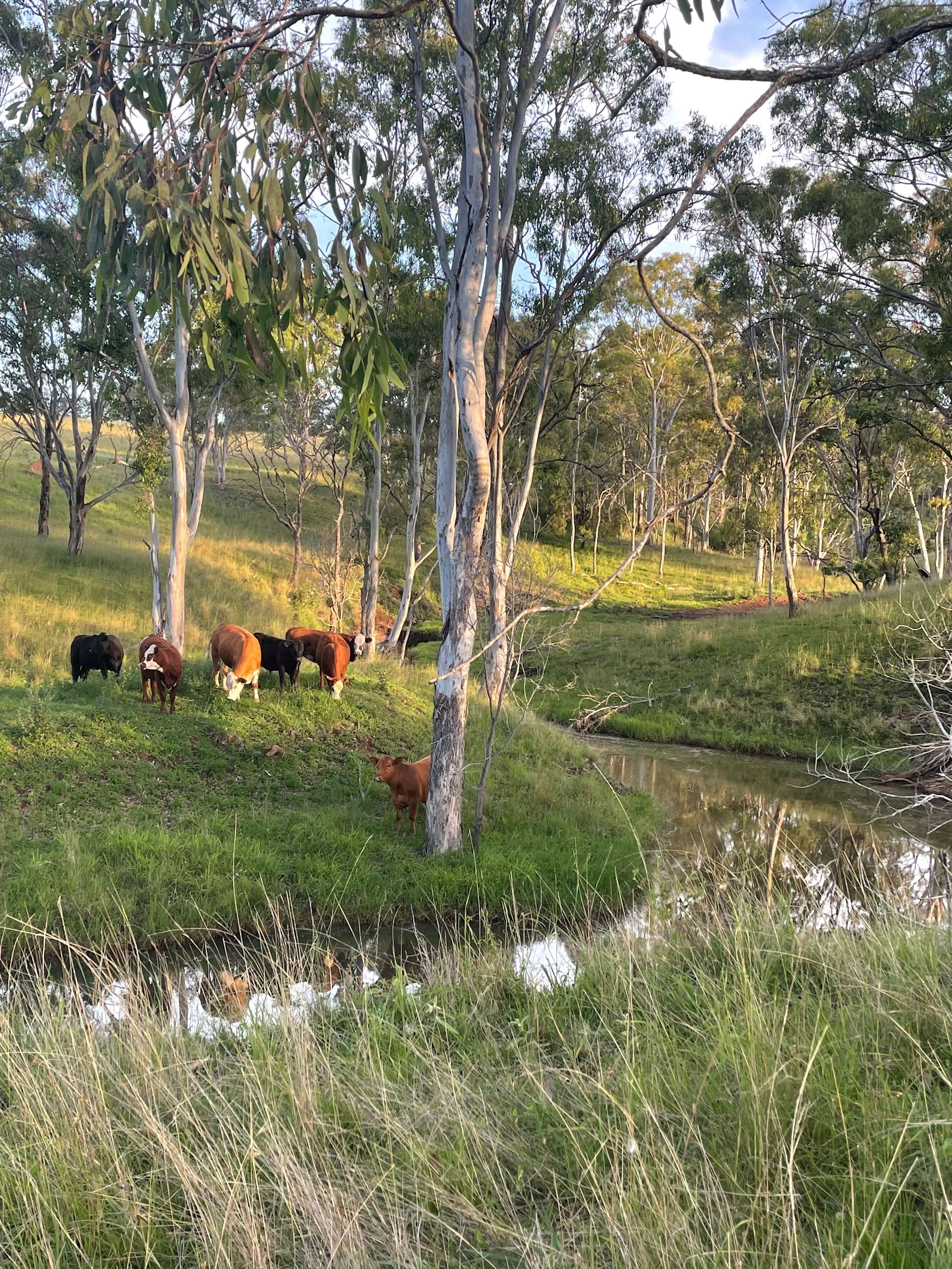 Empty Pockets creekside Farm Stay Hipcamp in Upper Yarraman, Queensland