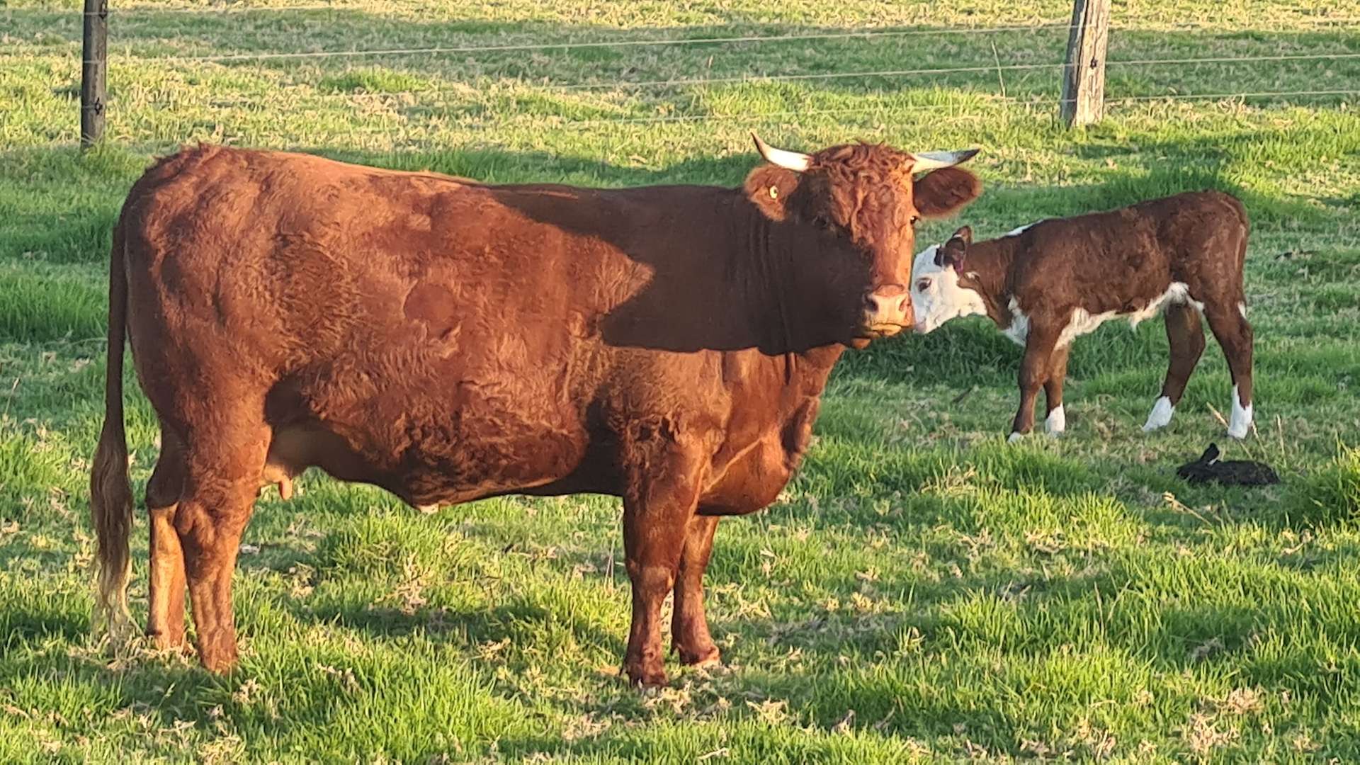 Bruthen Creek Pastoral Farmstay - Hipcamp in Woodside North, Victoria