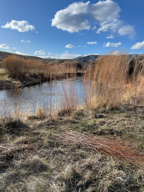 Historic Willow riverfront retreat! - Hipcamp in Owyhee, Nevada