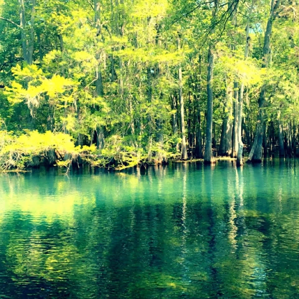 Omar B.’s Land Hipcamp in Chiefland, Florida