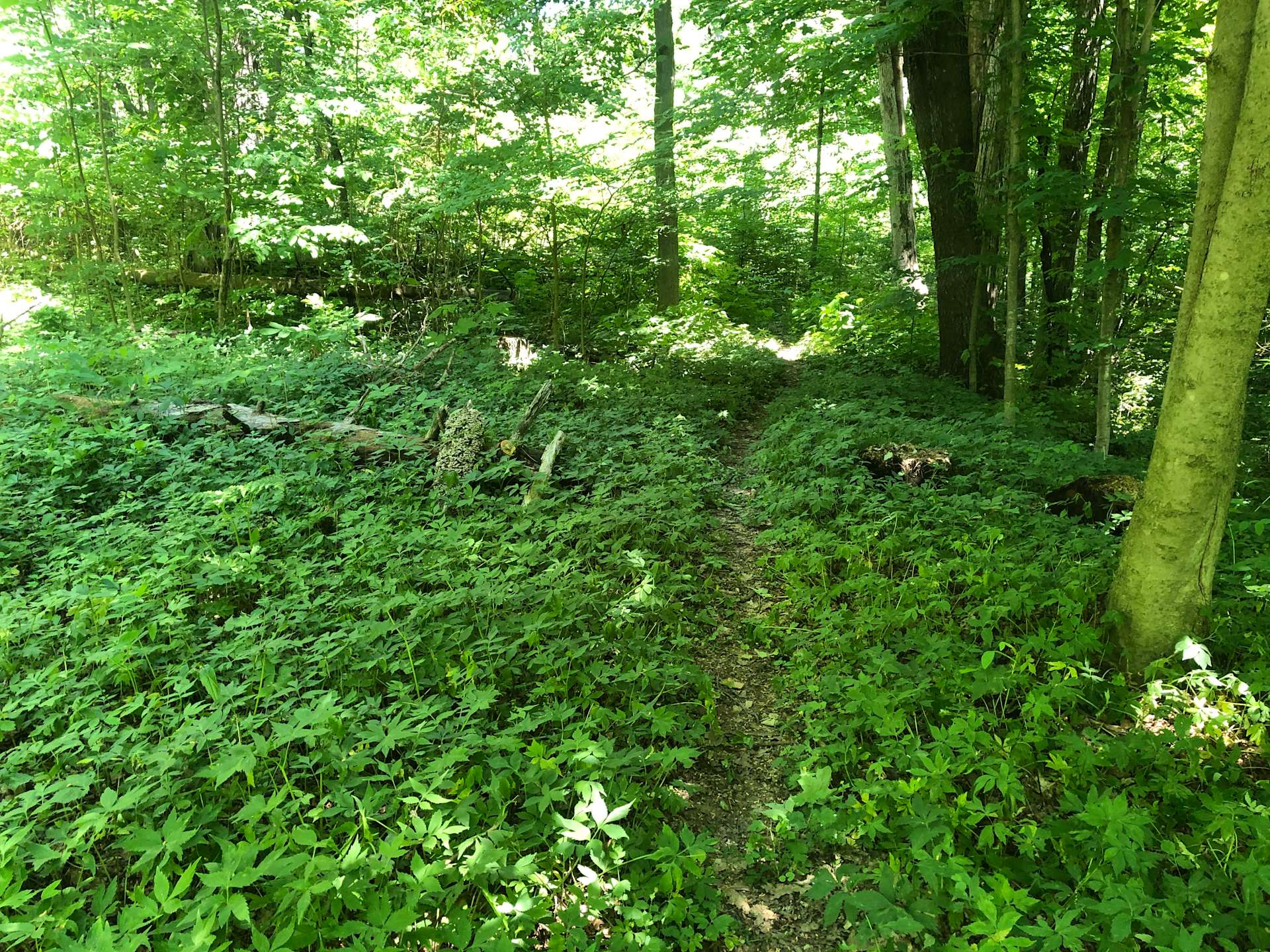 Mountain Farm Hipcamp in Halton Hills, Ontario