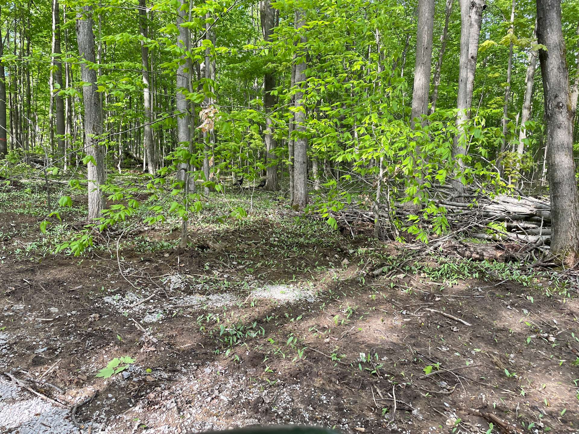 Playful Maple Forest Hipcamp in Ramara, Ontario