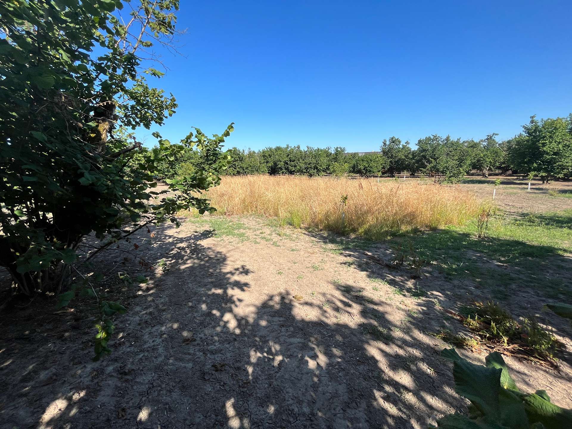 Filbert Shade Orchard Hipcamp in Aurora, Oregon