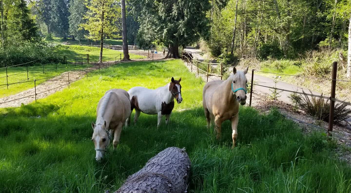 Rockin’ Z Ranch Hipcamp in Ames Lake, Washington