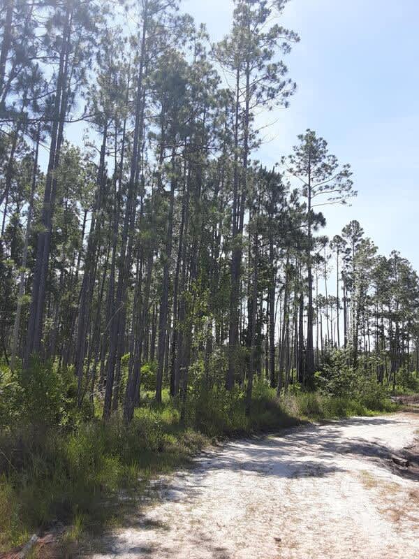 First Phoenix Ranch - Hipcamp in Palatka, Florida