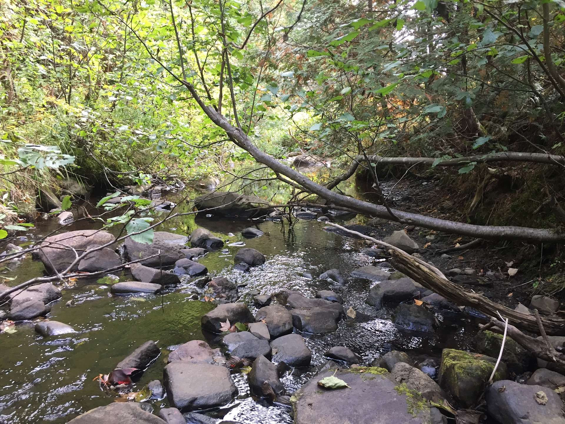 Beach Hill Meadow Hipcamp in West Glover, Vermont