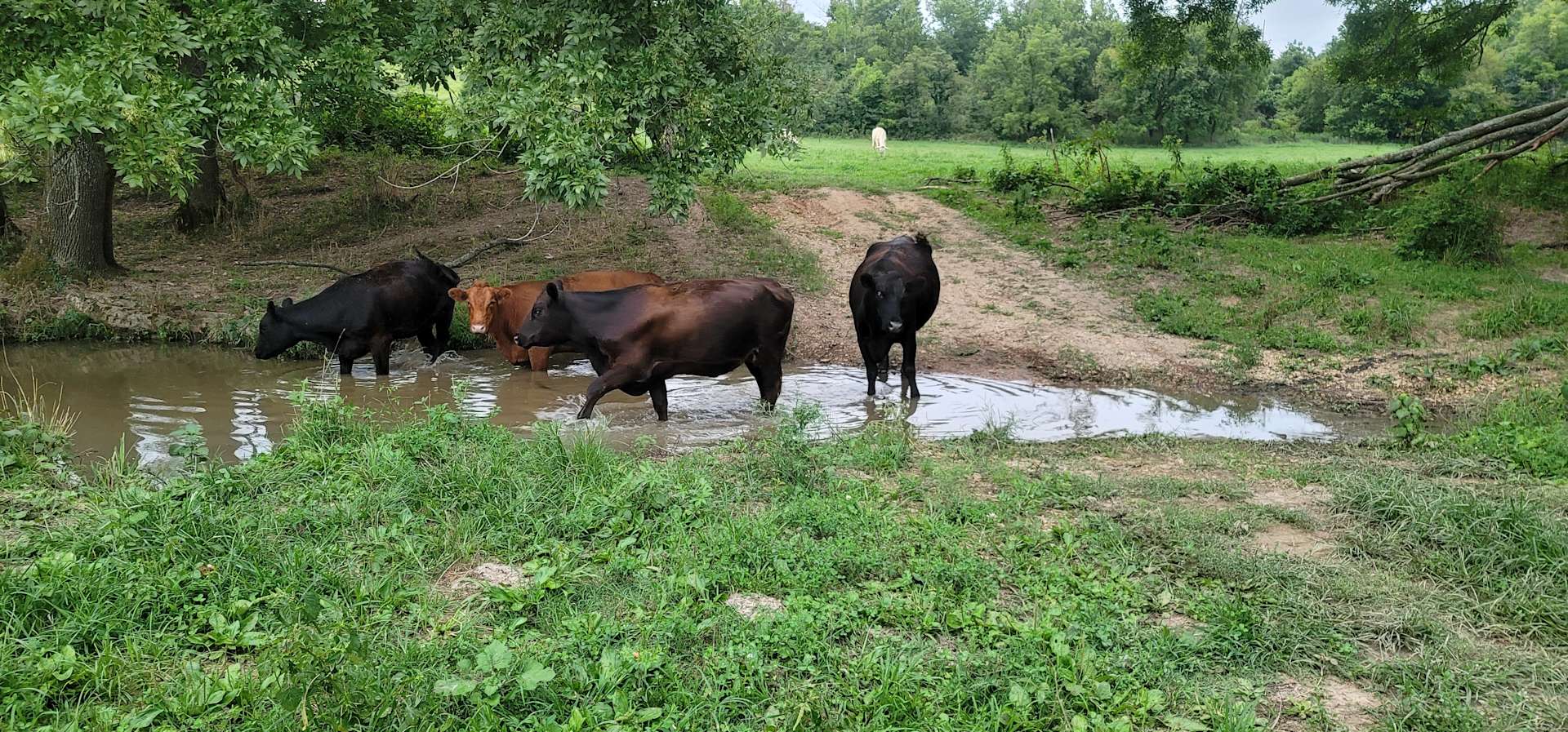 BIKES BLUES and BBQ Farm Camp Hipcamp in Bentonville, Arkansas