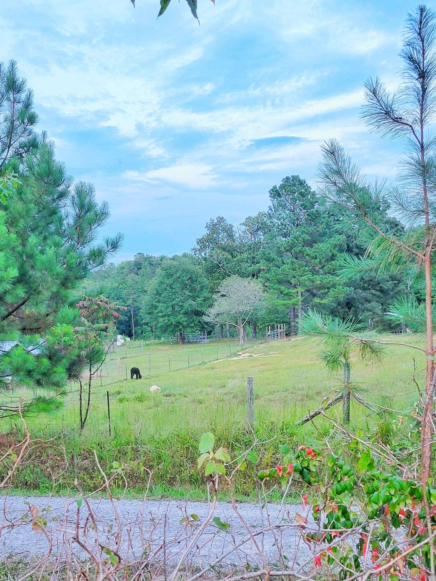 Sipsey Creek Farm Hipcamp in Double Springs, Alabama