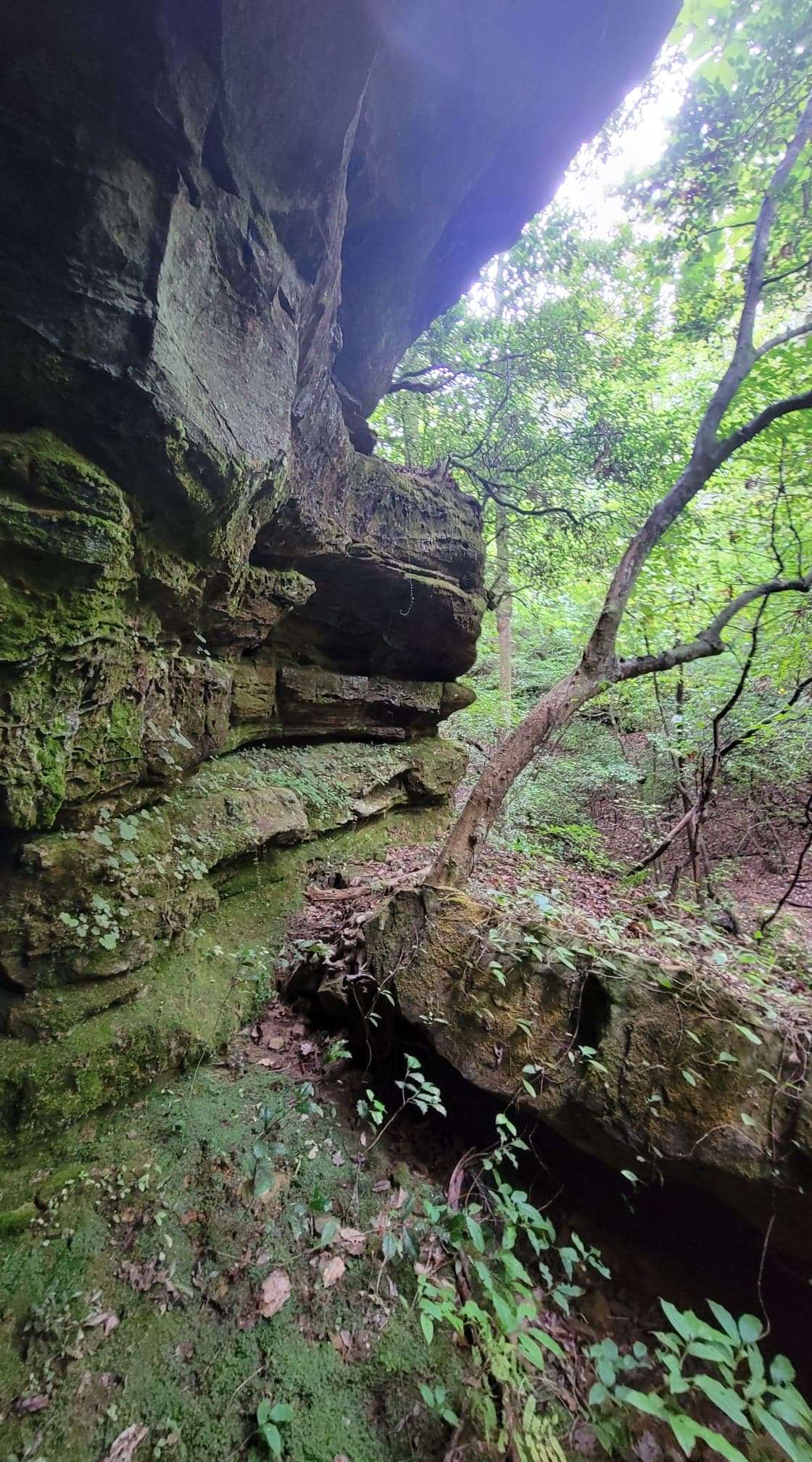 Sipsey Creek Farm Hipcamp in Double Springs, Alabama