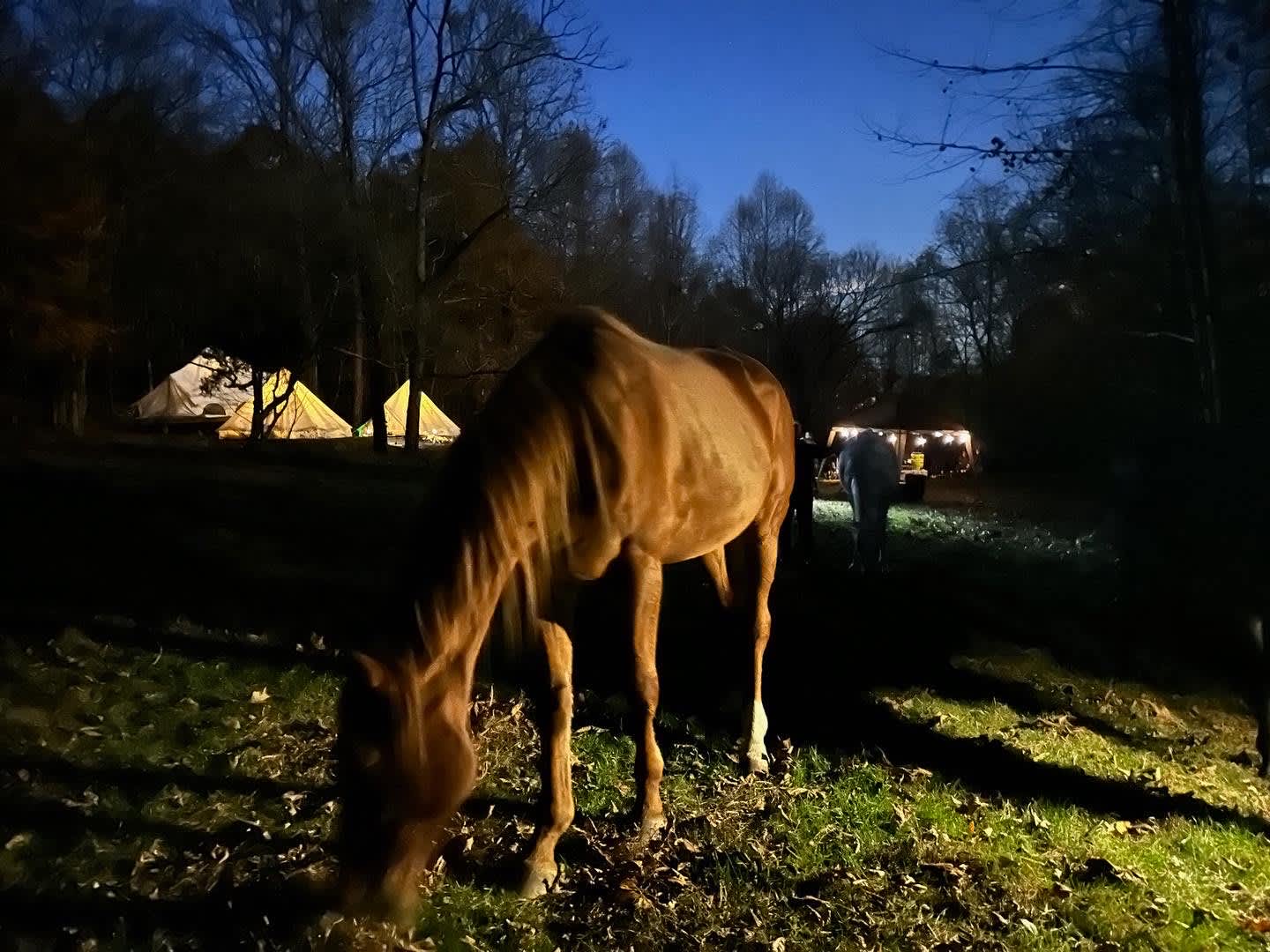 Horse Heaven in Culleoka, TN Hipcamp in Culleoka, Tennessee