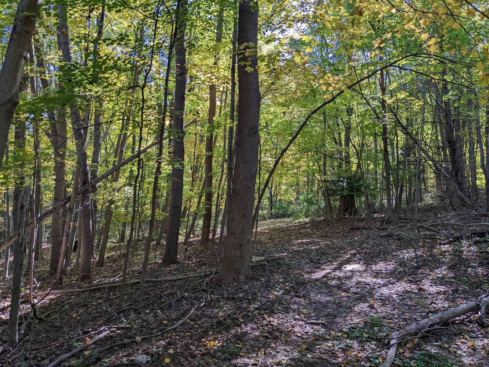 Nascent Forest Farm with Brook - Hipcamp in Hamden, Connecticut