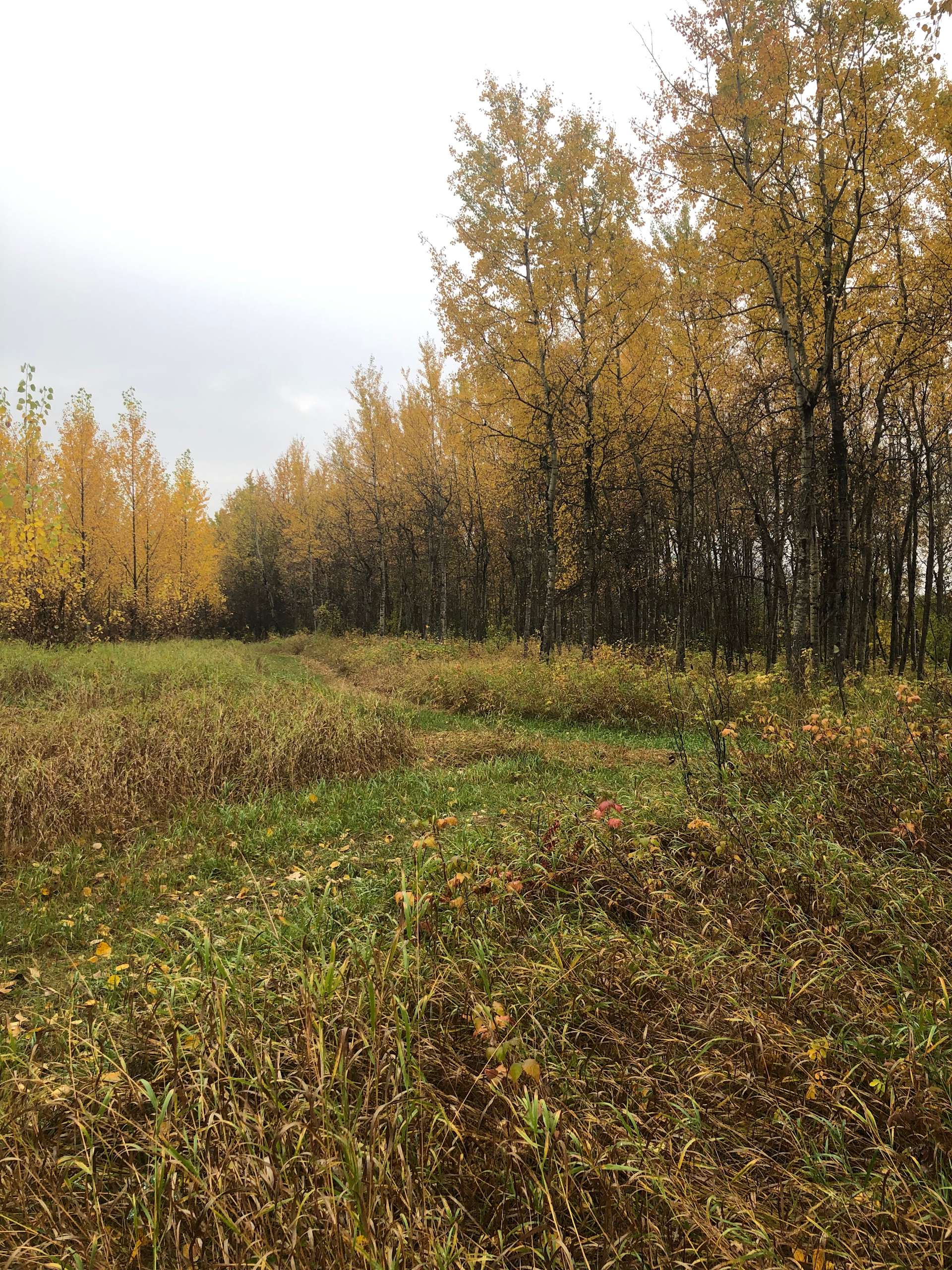 The Singh Starberry Farm Hipcamp in Athabasca, Alberta