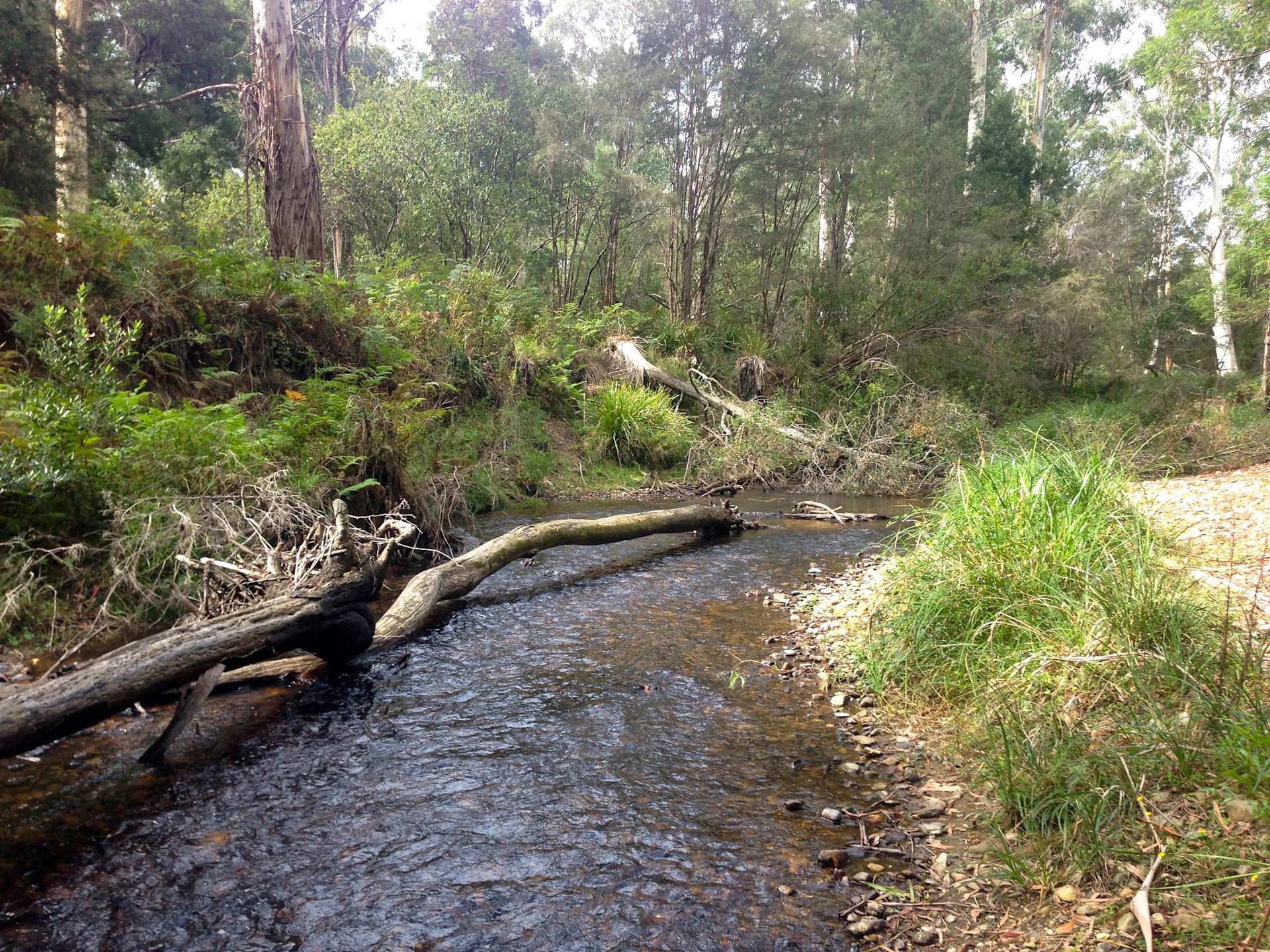 Brodribb River Camping - Hipcamp in Goongerah, Victoria