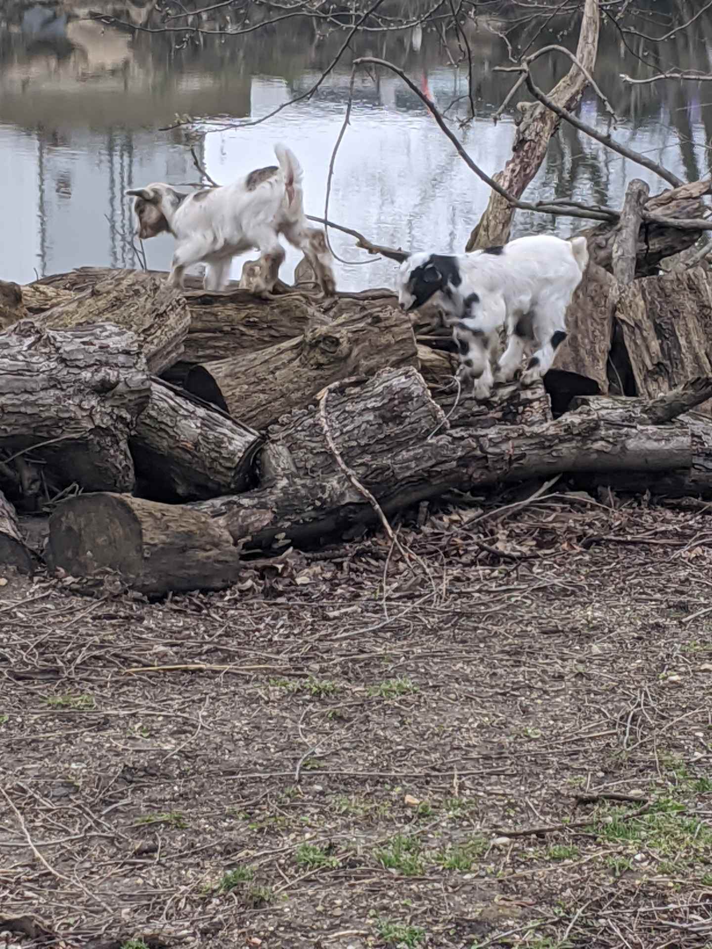 Dallman novinger radspicer