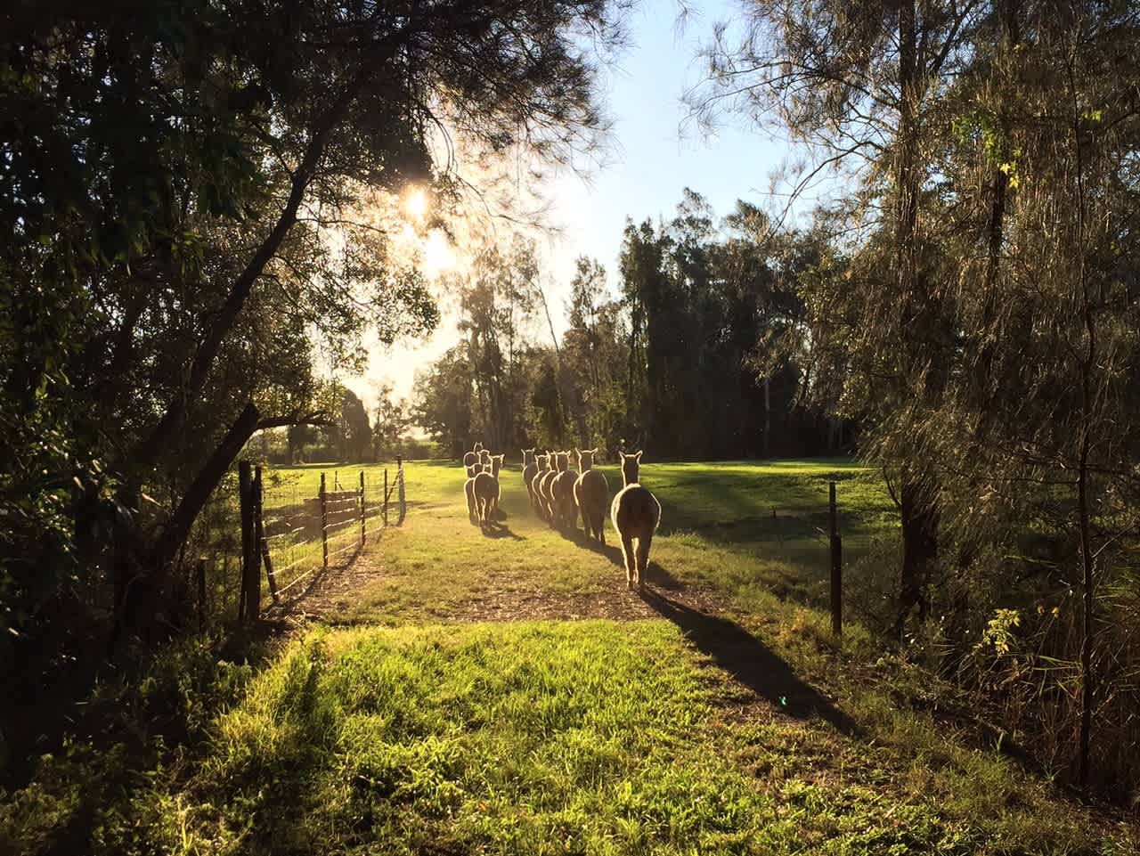 Aussie Animal Experiences
