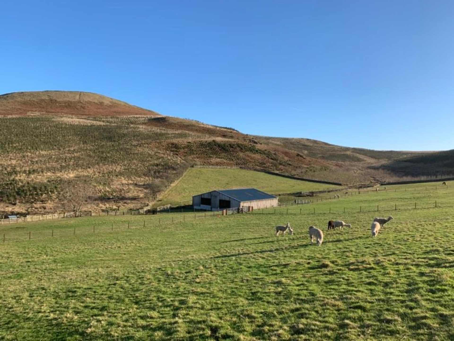 Beirhope Alpacas