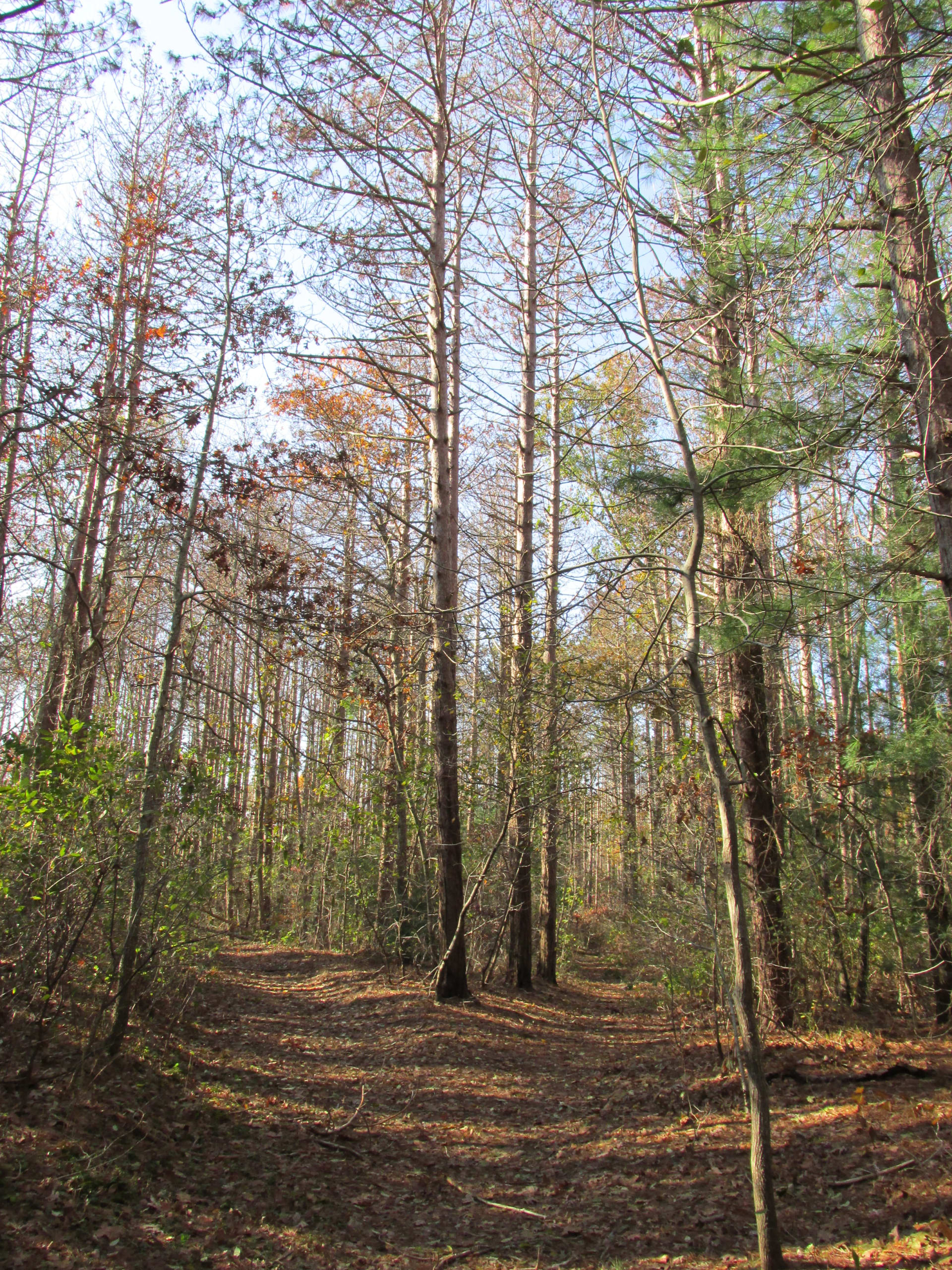 Shawme-Crowell State Forest