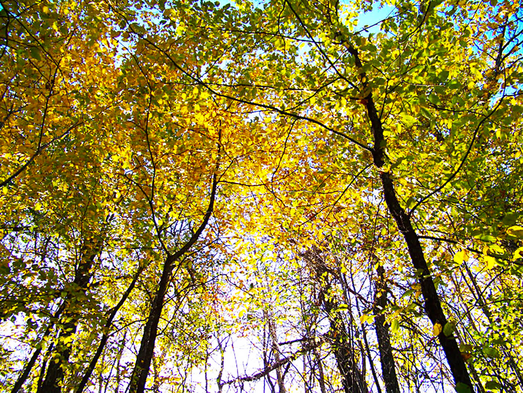 Burke Lake Recreation Area