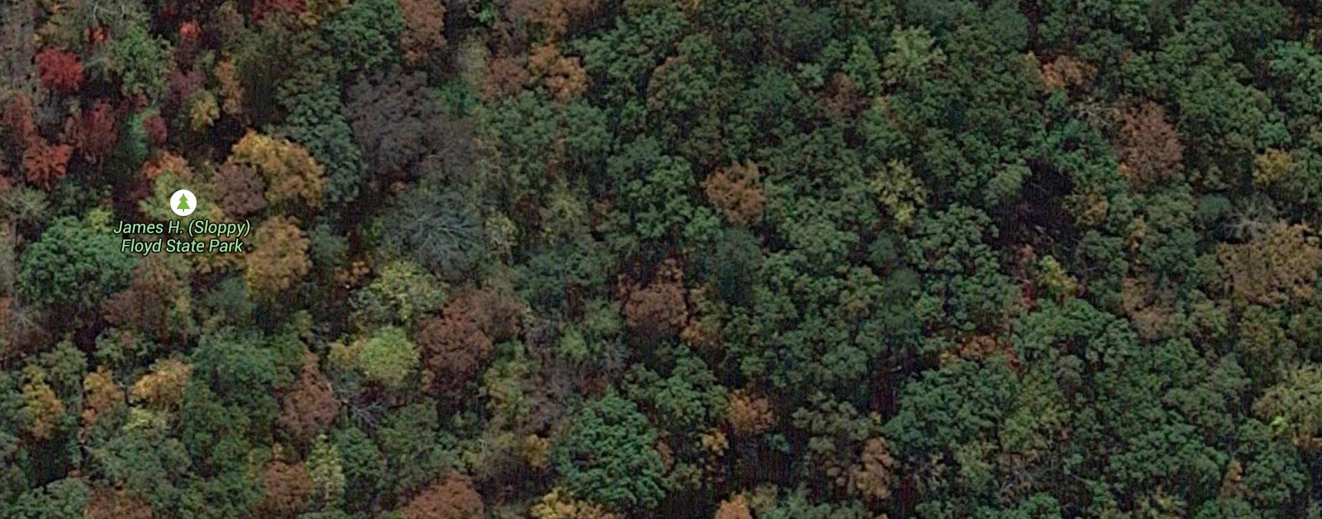 Bralette Forest Lush (I24)