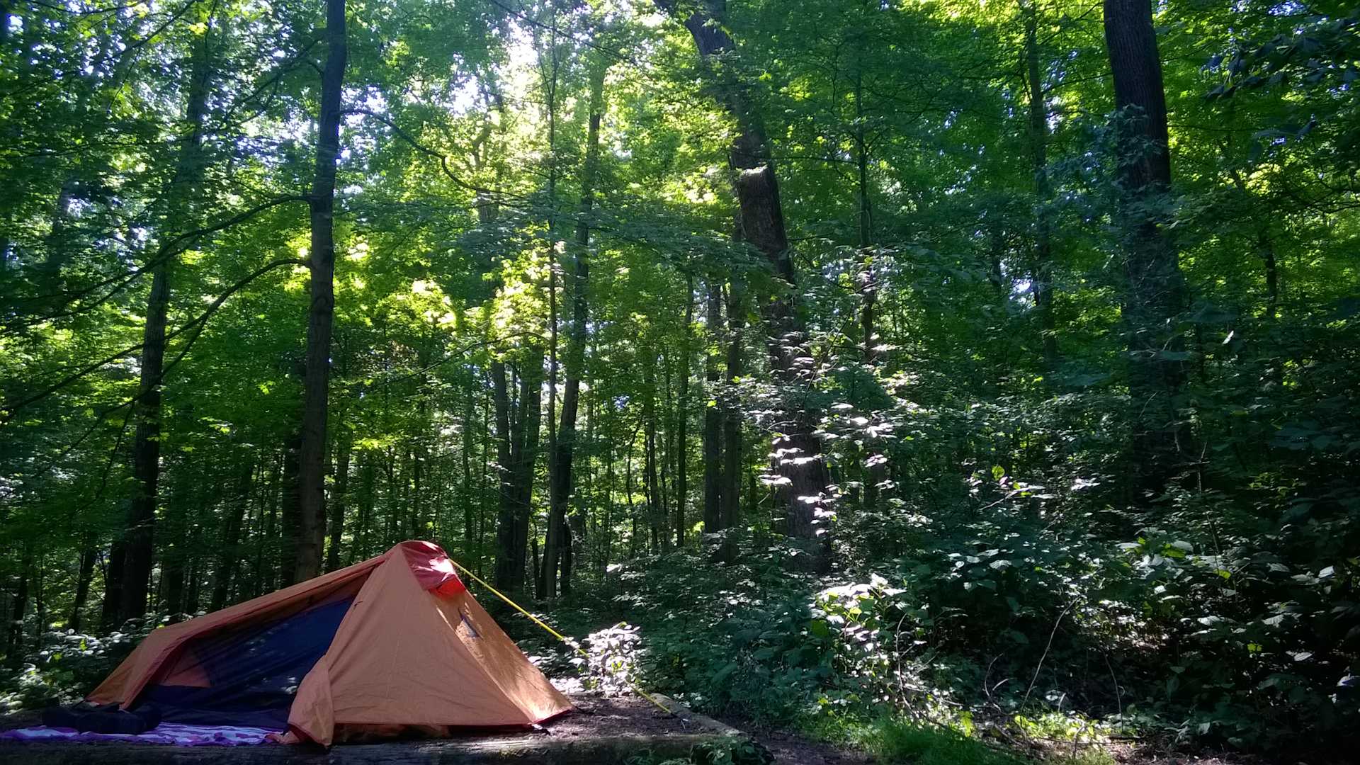 Sunset in the woods.