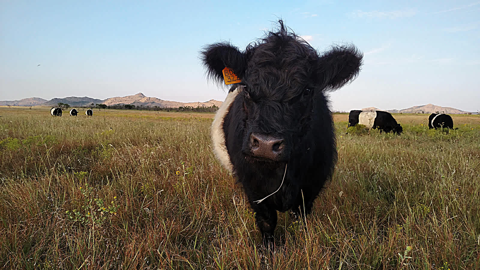 Our Belted Galloways.