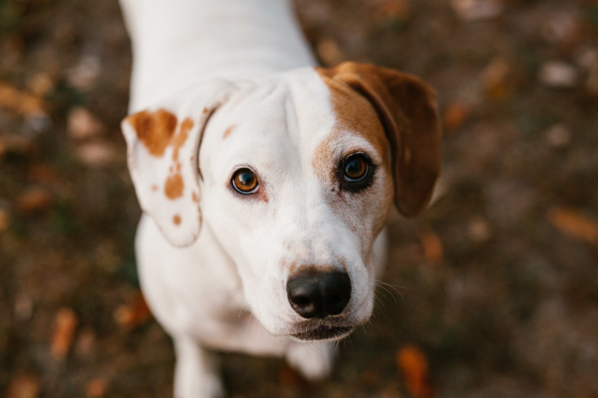 se permiten perros en los parques estatales de missouri stzte park campgrounds