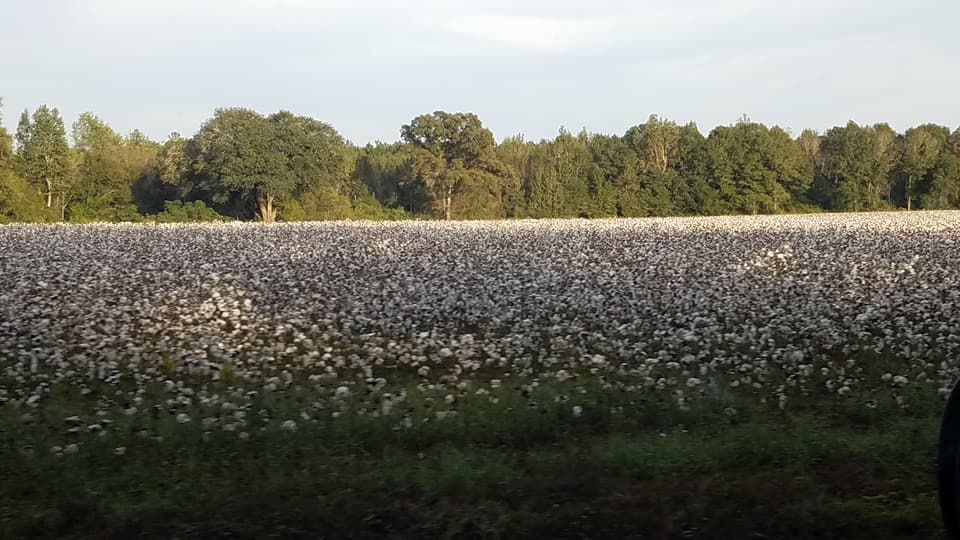 Beautiful fields of cotton on the way into the park.