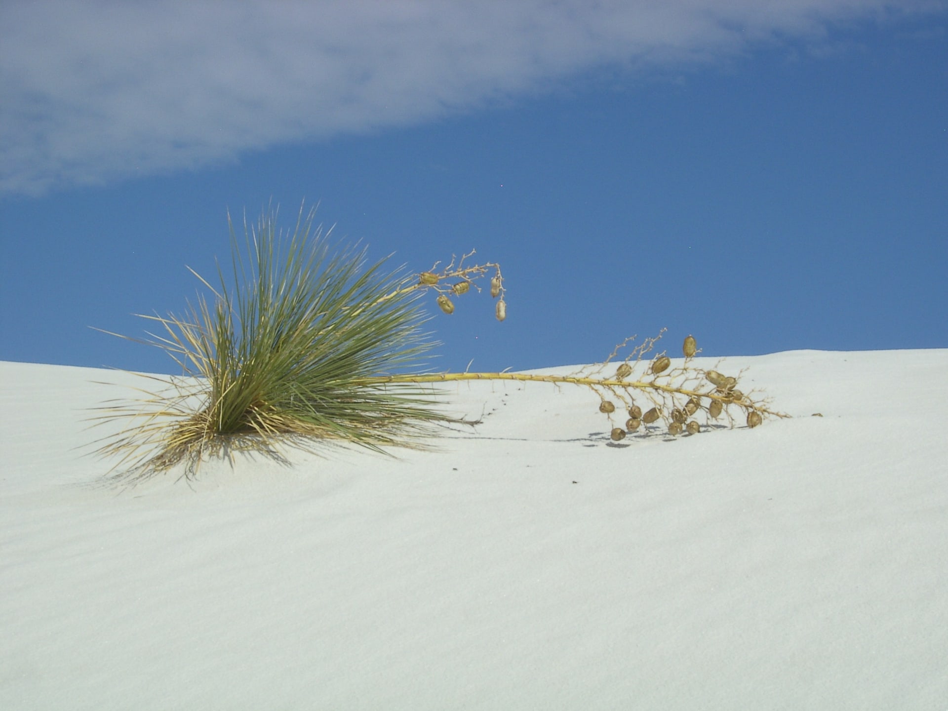 The White Sands National Monument...Just a few miles to the west, but you can see the dunes from the place...