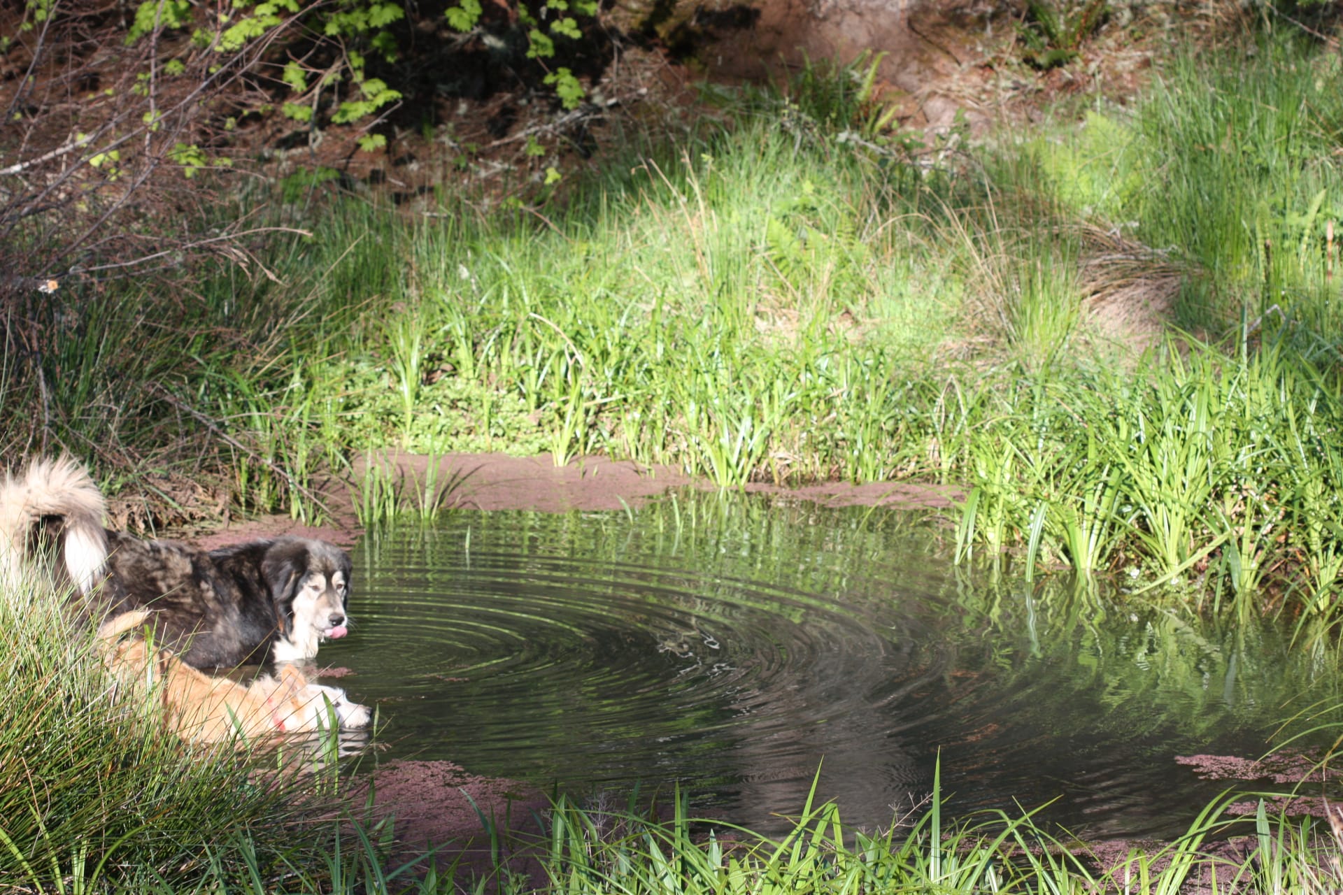 Yeti the guardian dog taking a refreshing dip.